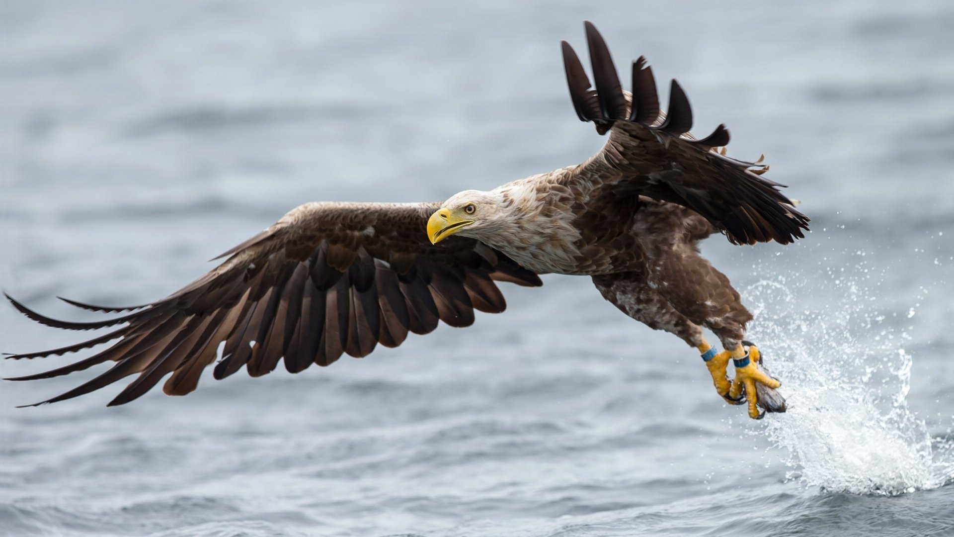 weißschwanzadler vogel flügel wasser