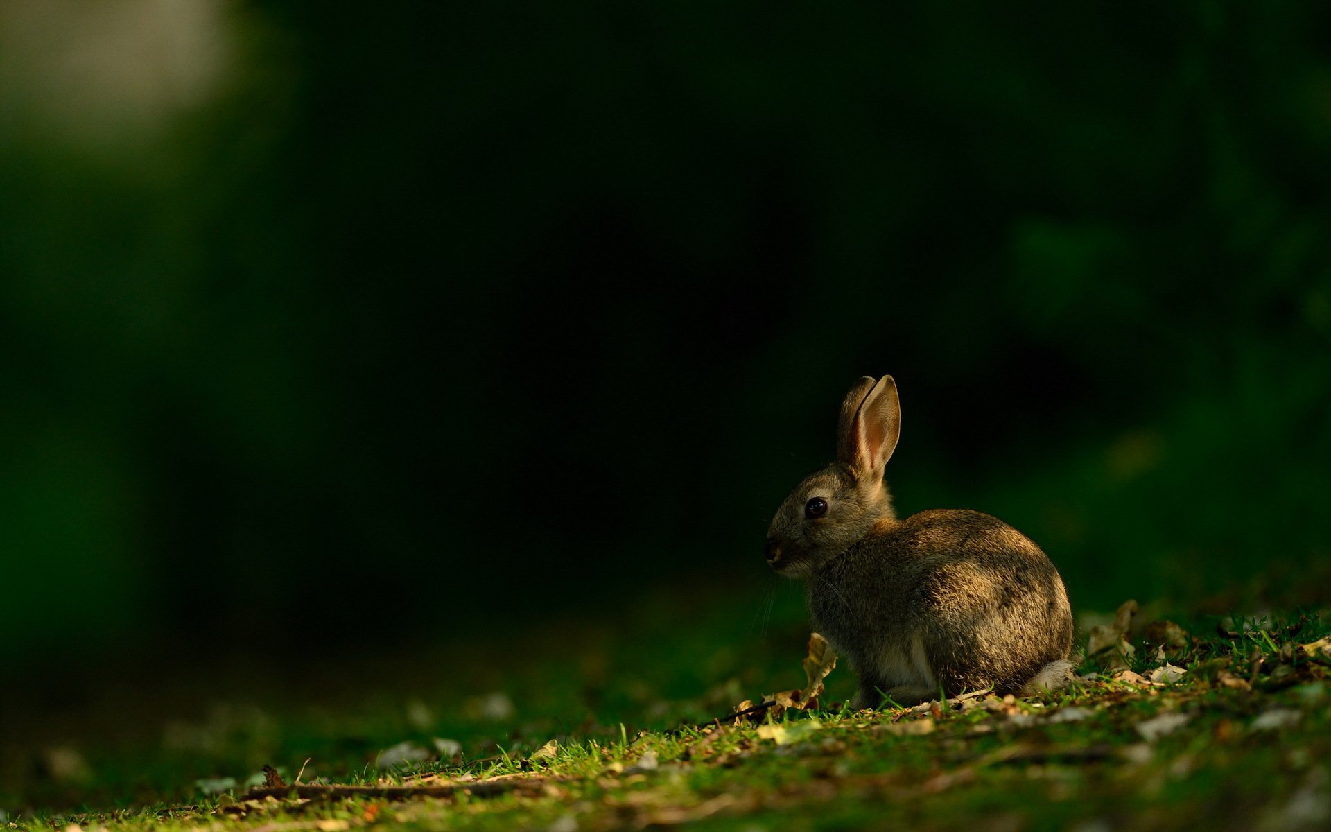 liebre naturaleza verano