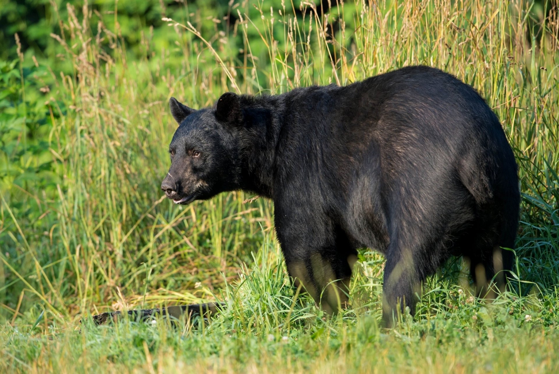 oso negro americano depredador hierba