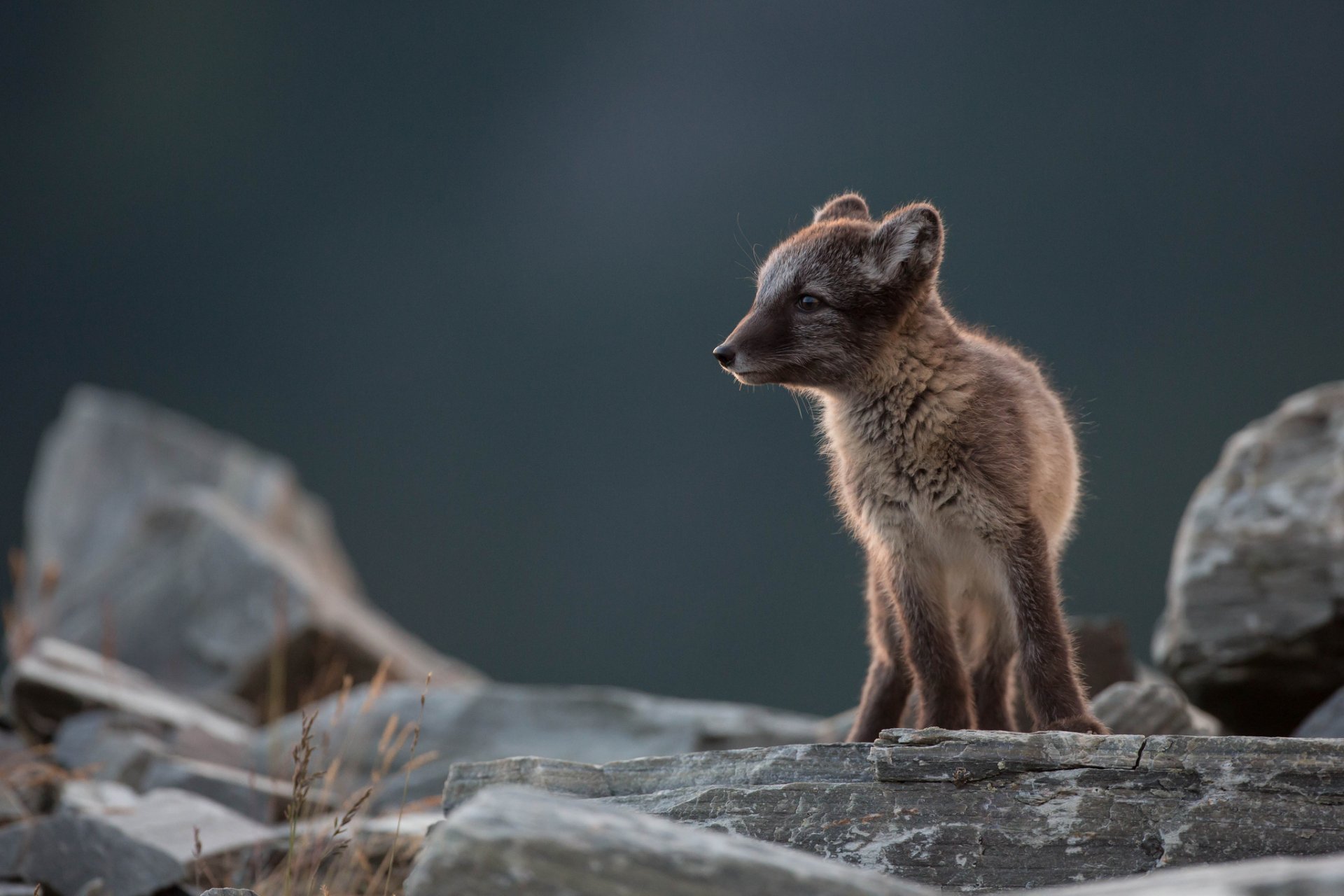 renard arctique renard polaire museau vue pierres