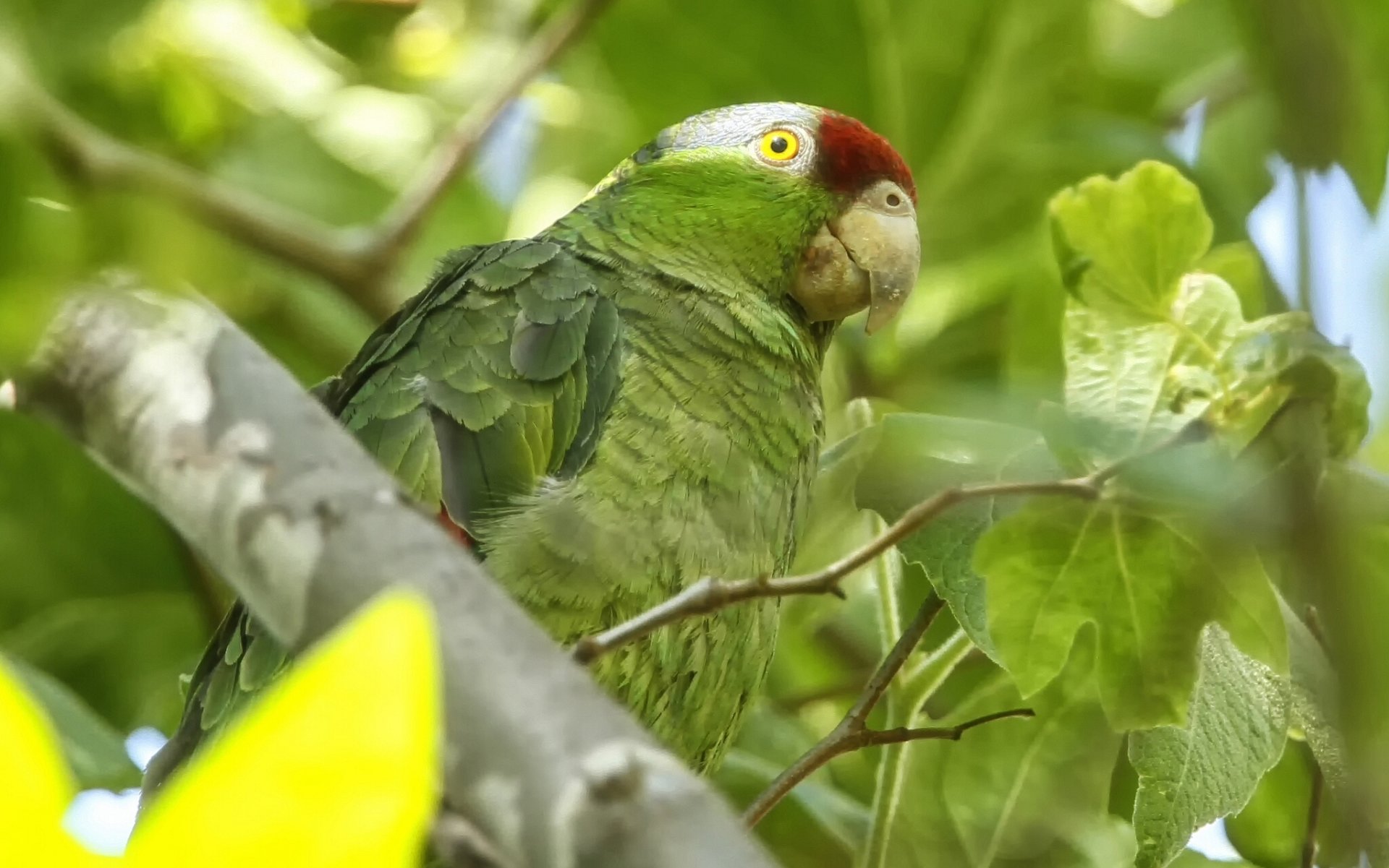 red-crowned amazon parrot poultry