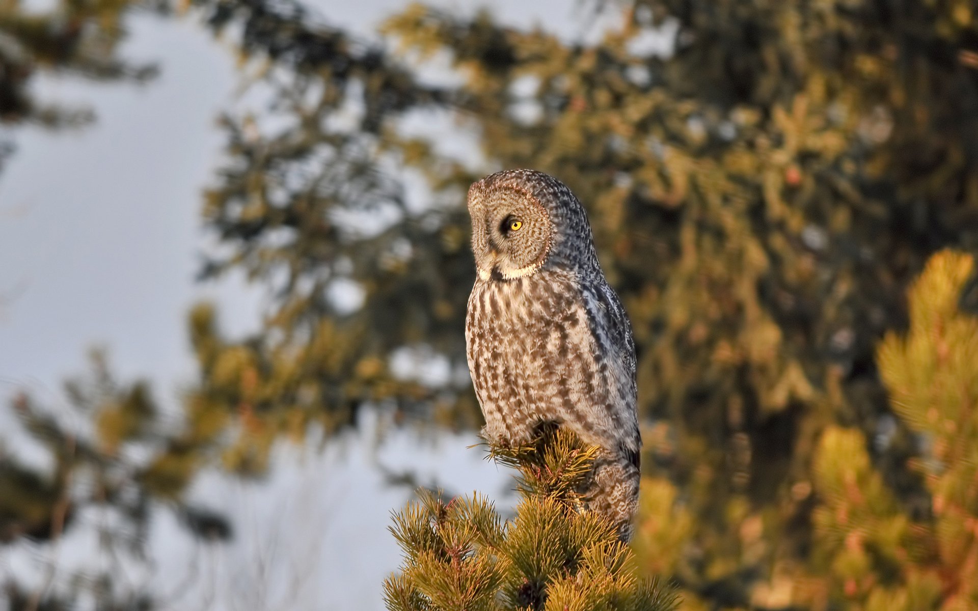 owl poultry tree upper pine needles plumage