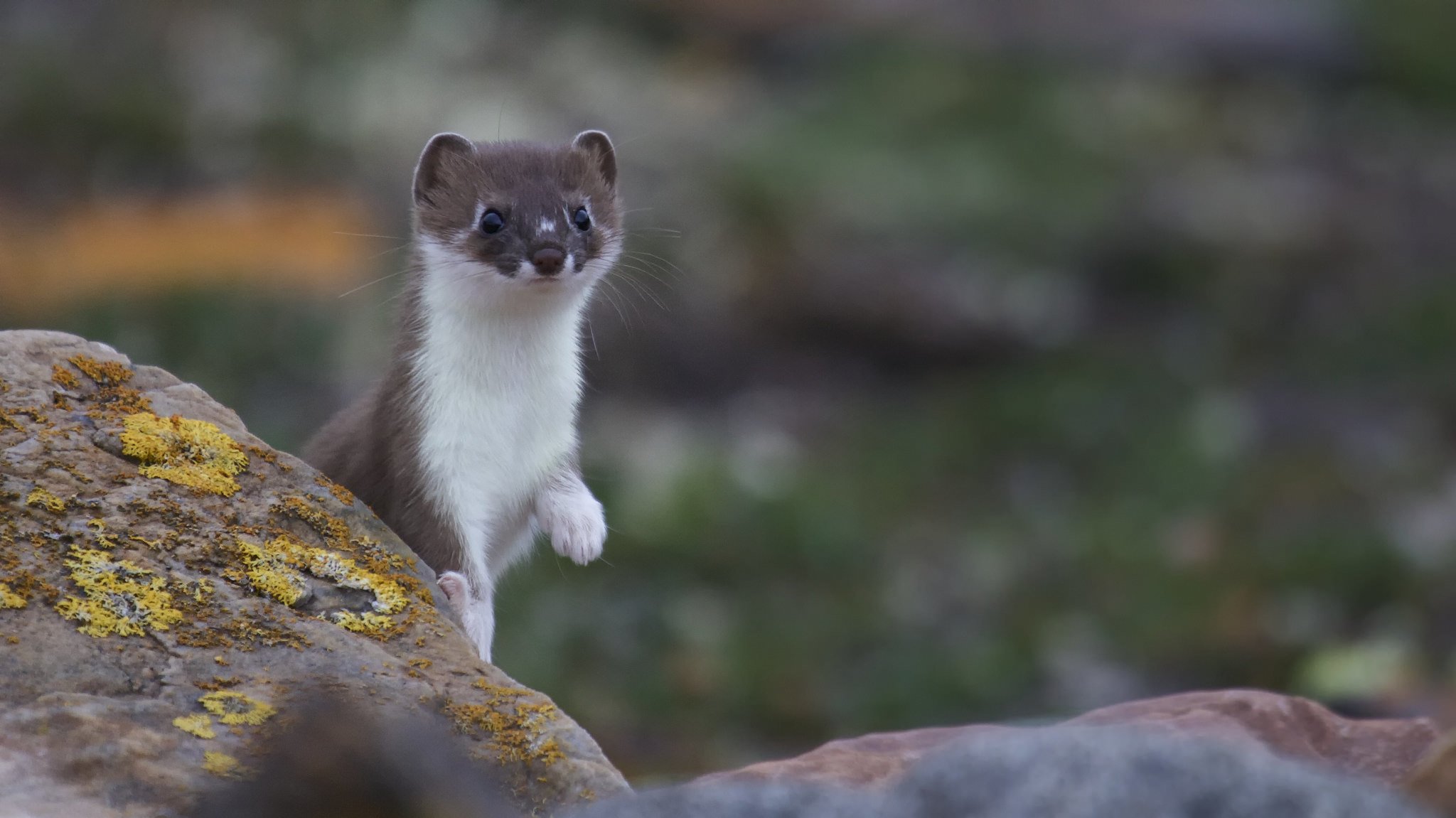 weasel ferret snout nature