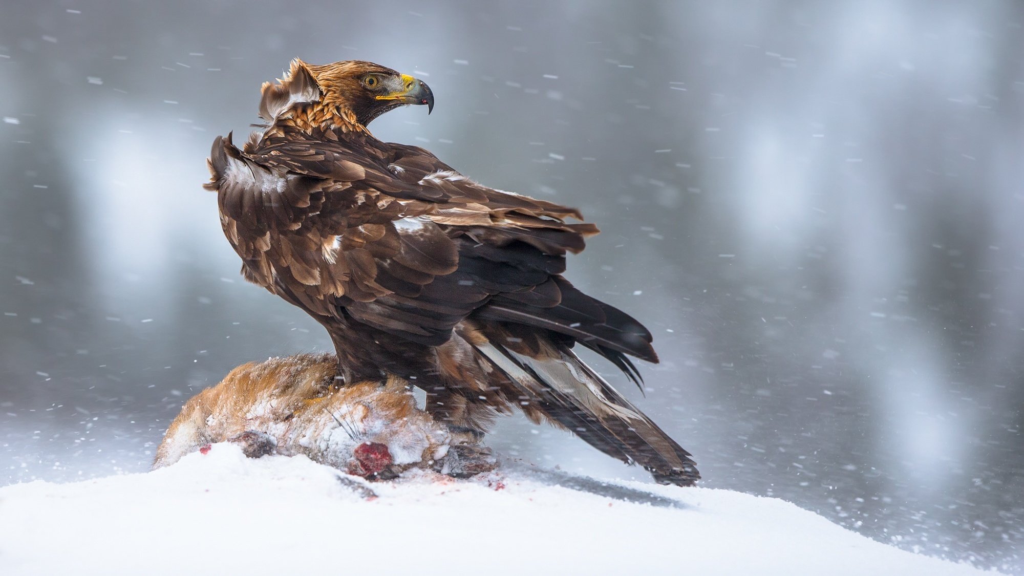 norway winter mining poultry golden eagle is the largest eagle