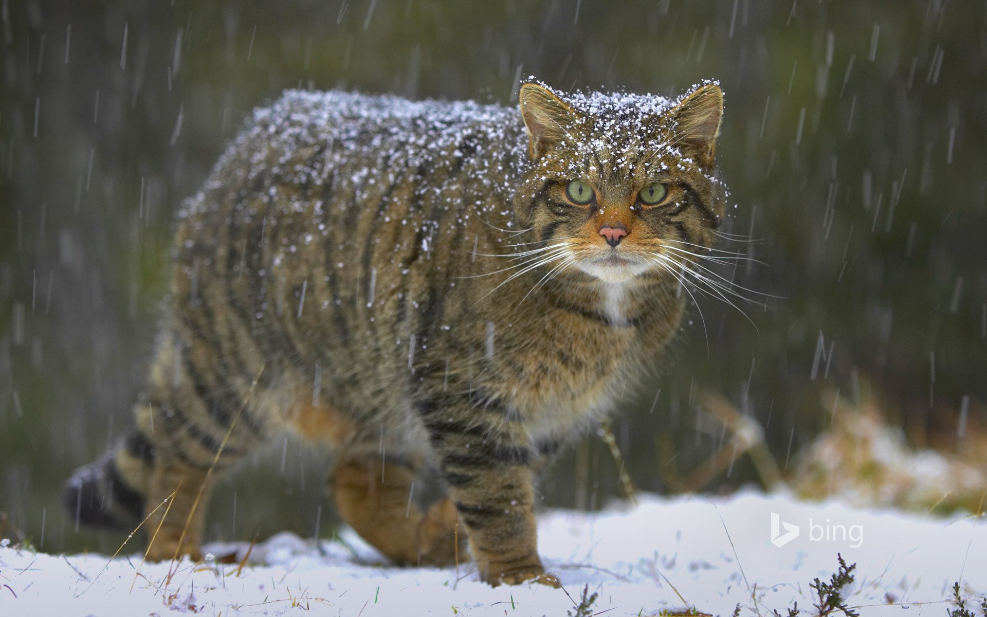 европейский лесной кот кошка снег природа шотландия