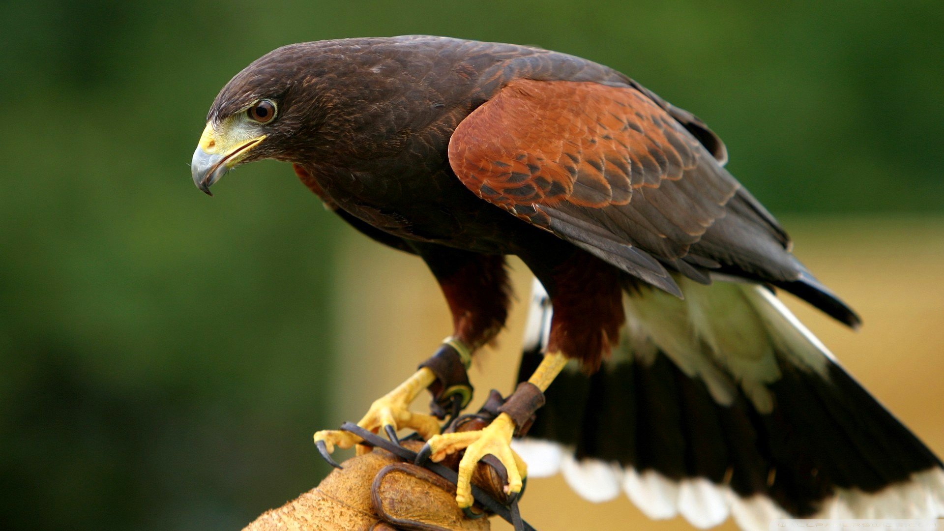 oiseau aigle branche bec nature