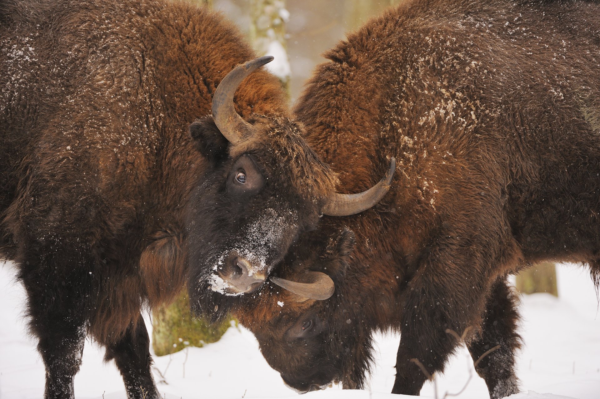 bisonti mischia battaglia lotta lotta scontro confronto foresta di białowieża territorio del parco nazionale della polonia parco nazionale di białowieża 23 febbraio 2009