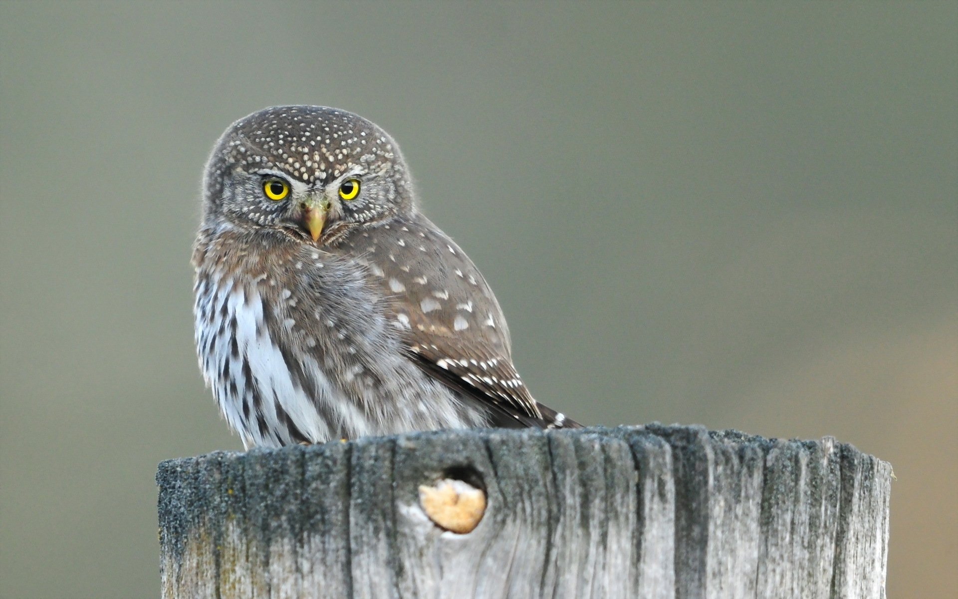 uccello gufo natura