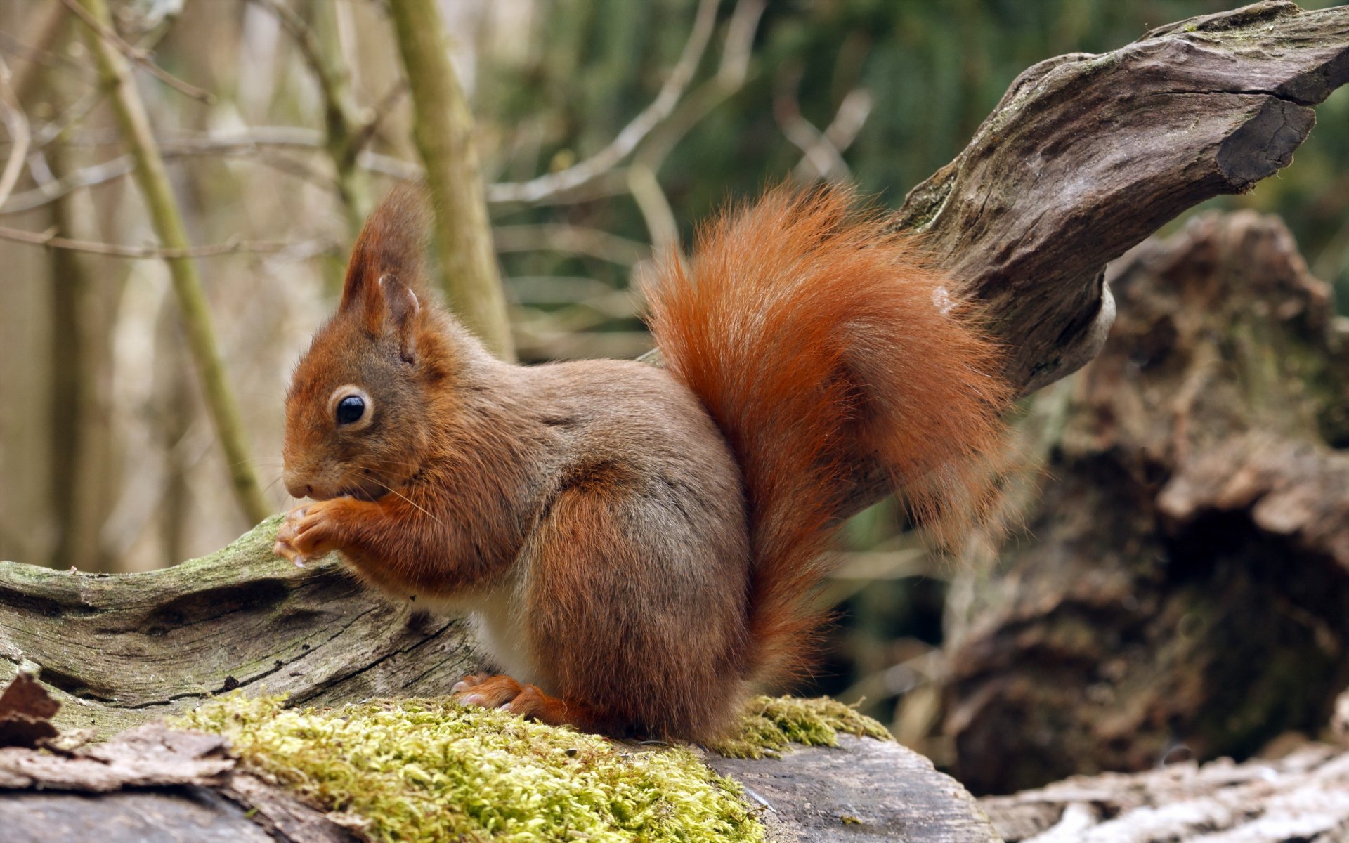 eichhörnchen natur hintergrund