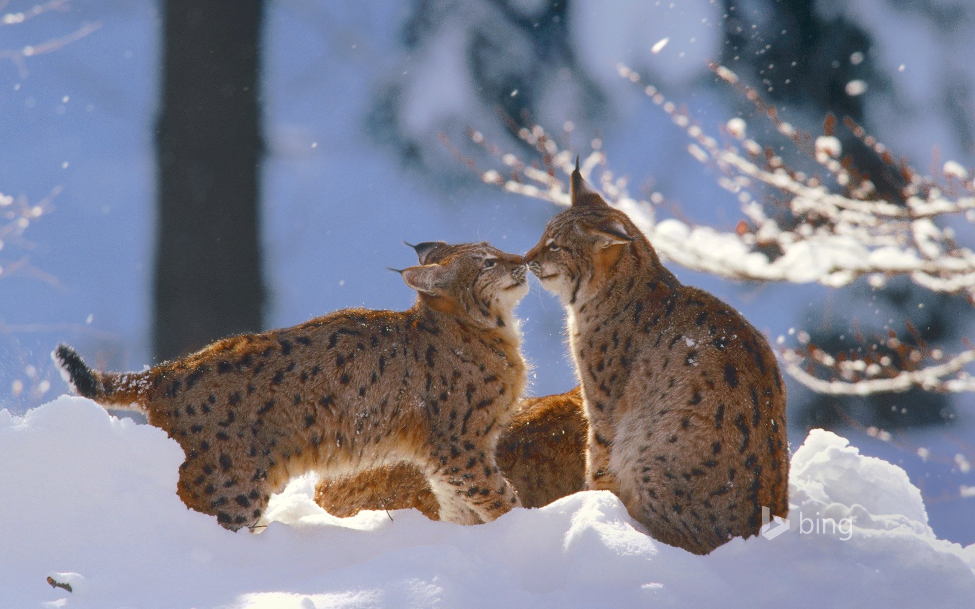 lynx chat hiver neige parc national de la forêt bavaroise allemagne