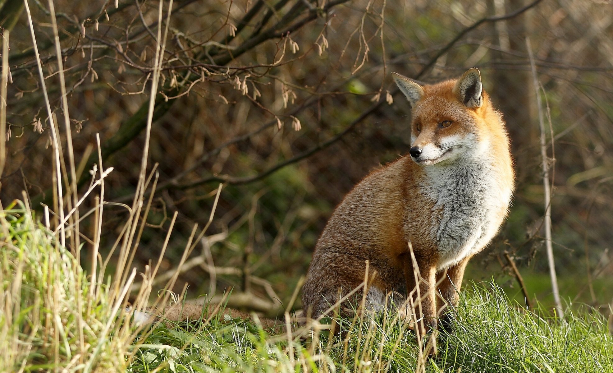 fuchs rotschopf gras