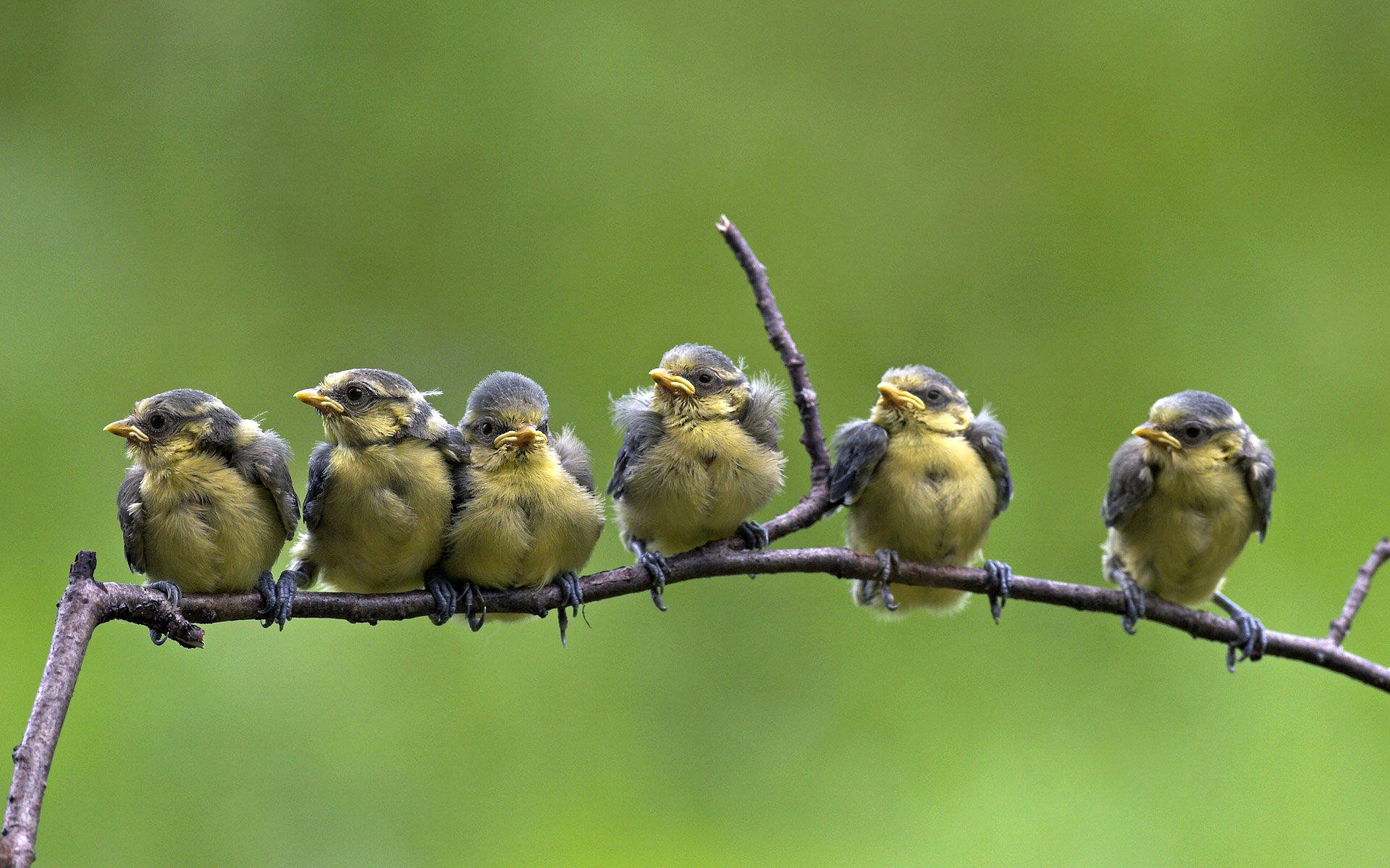 azul aves rama naturaleza color plumas