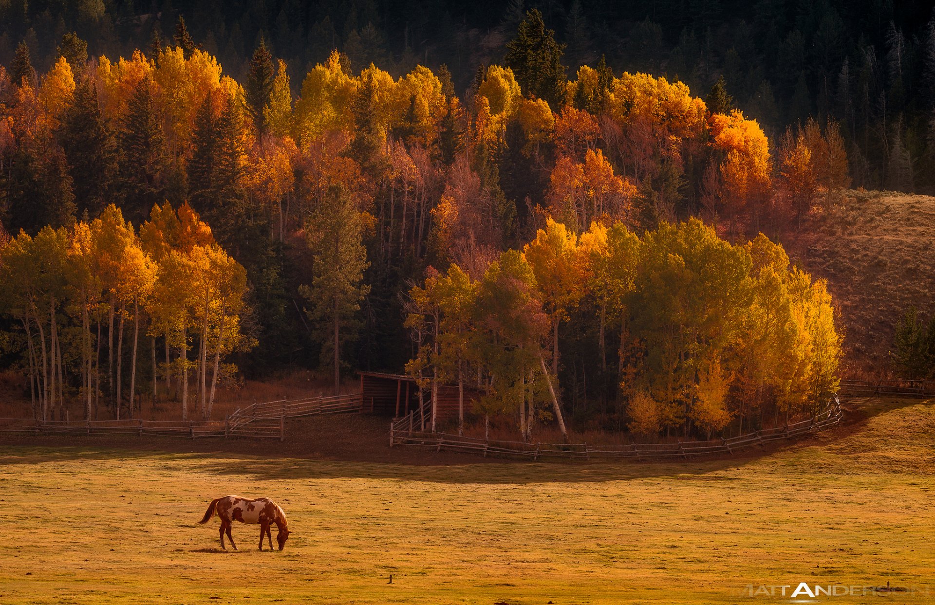 природа осень долина лес лошадь