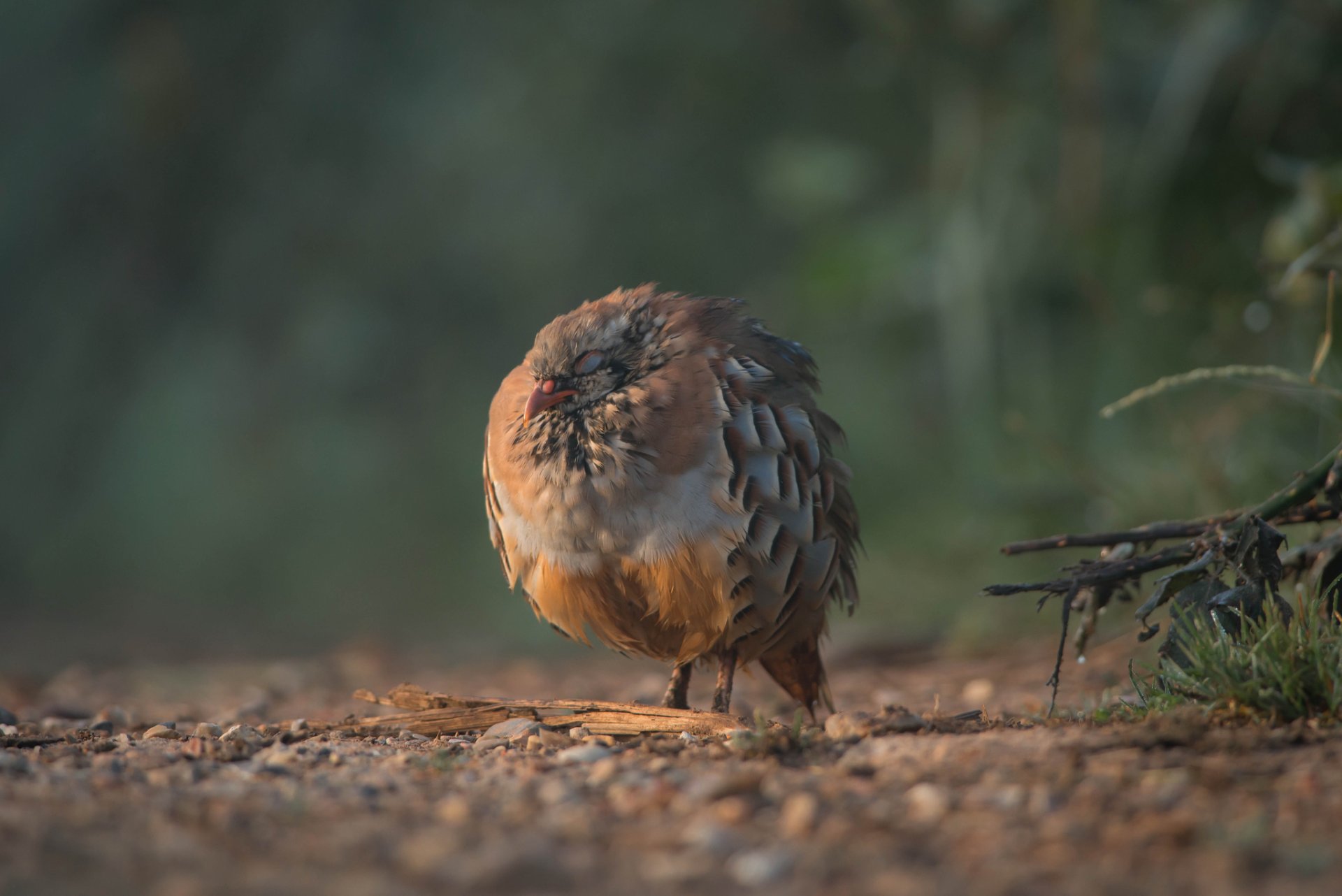 hierba ramas astillas pájaro perdiz sueño descanso