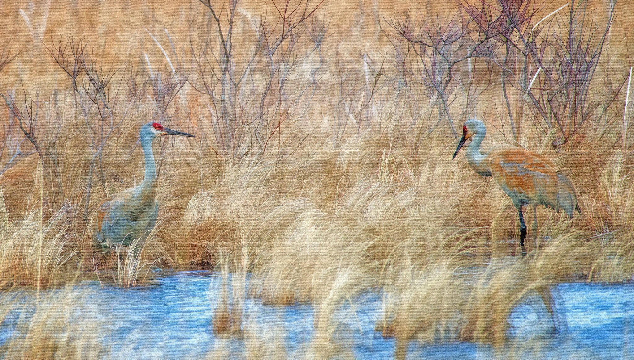 vögel natur hintergrund stil