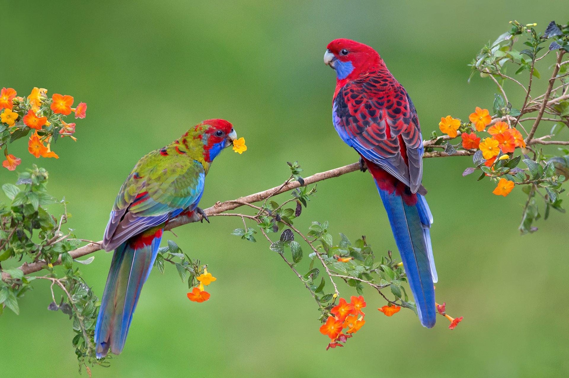 perroquet oiseaux couple branche