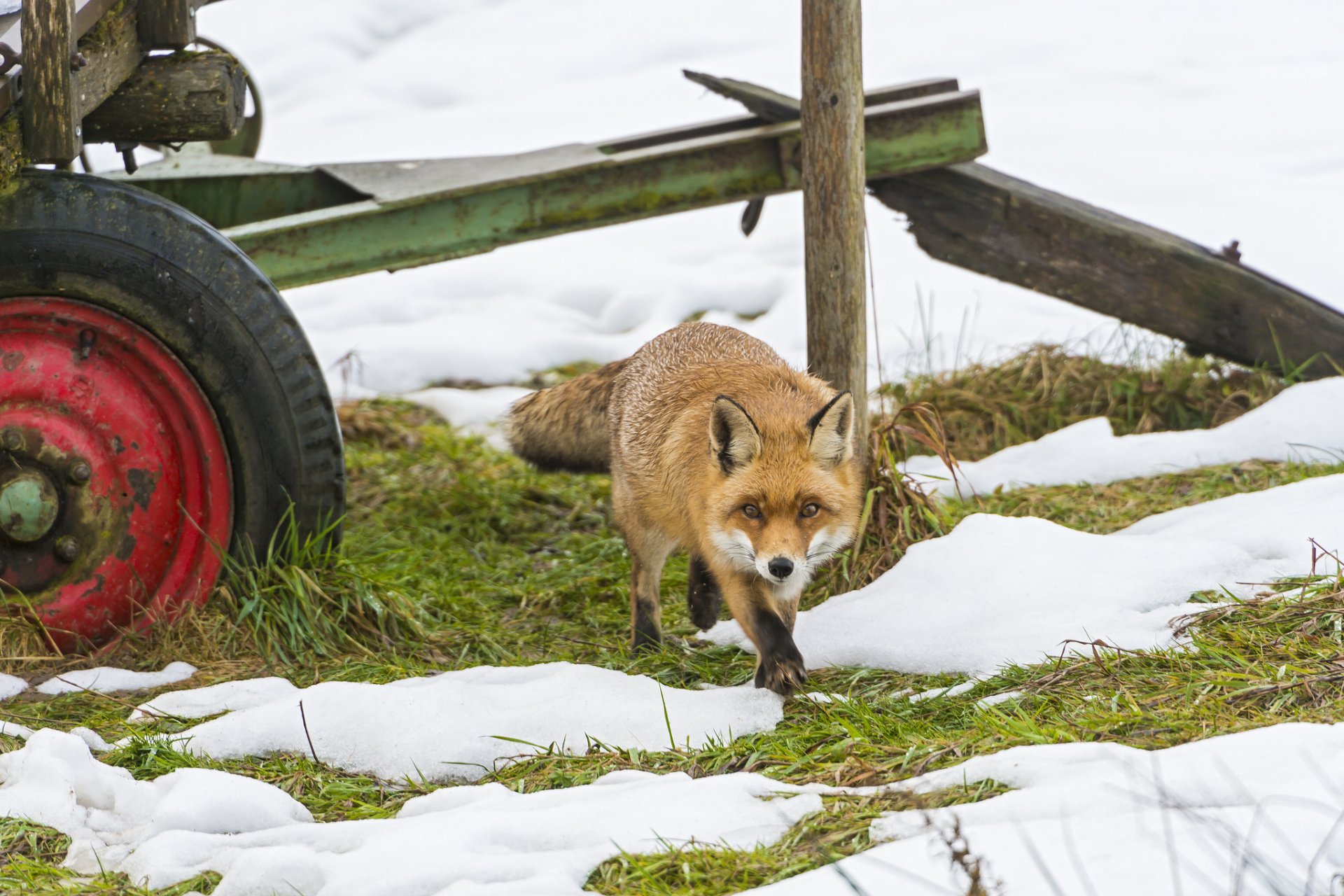 lis śnieg koło trawa lis ©tambako the jaguar