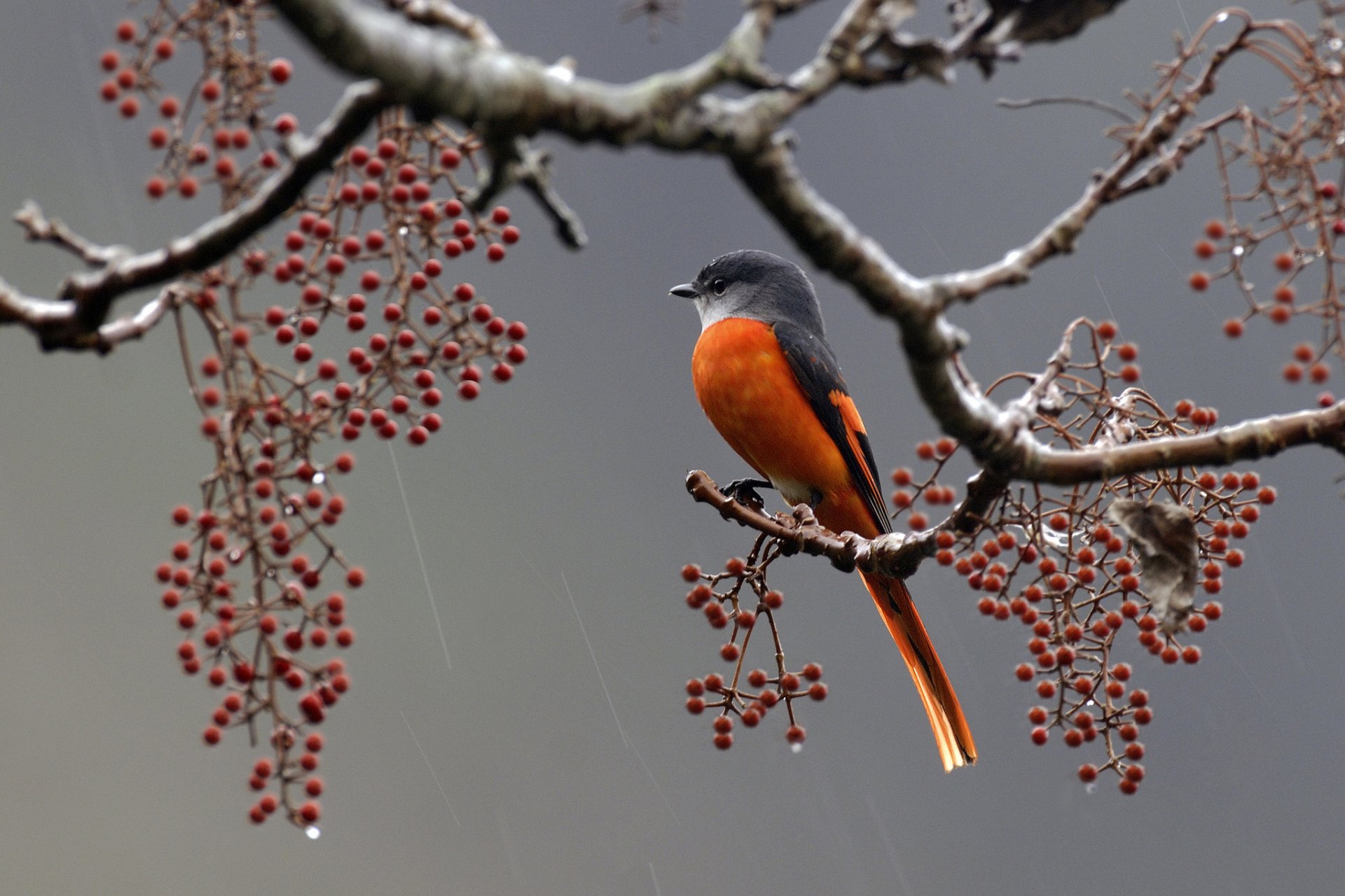 oiseau plumes branche baies pluie