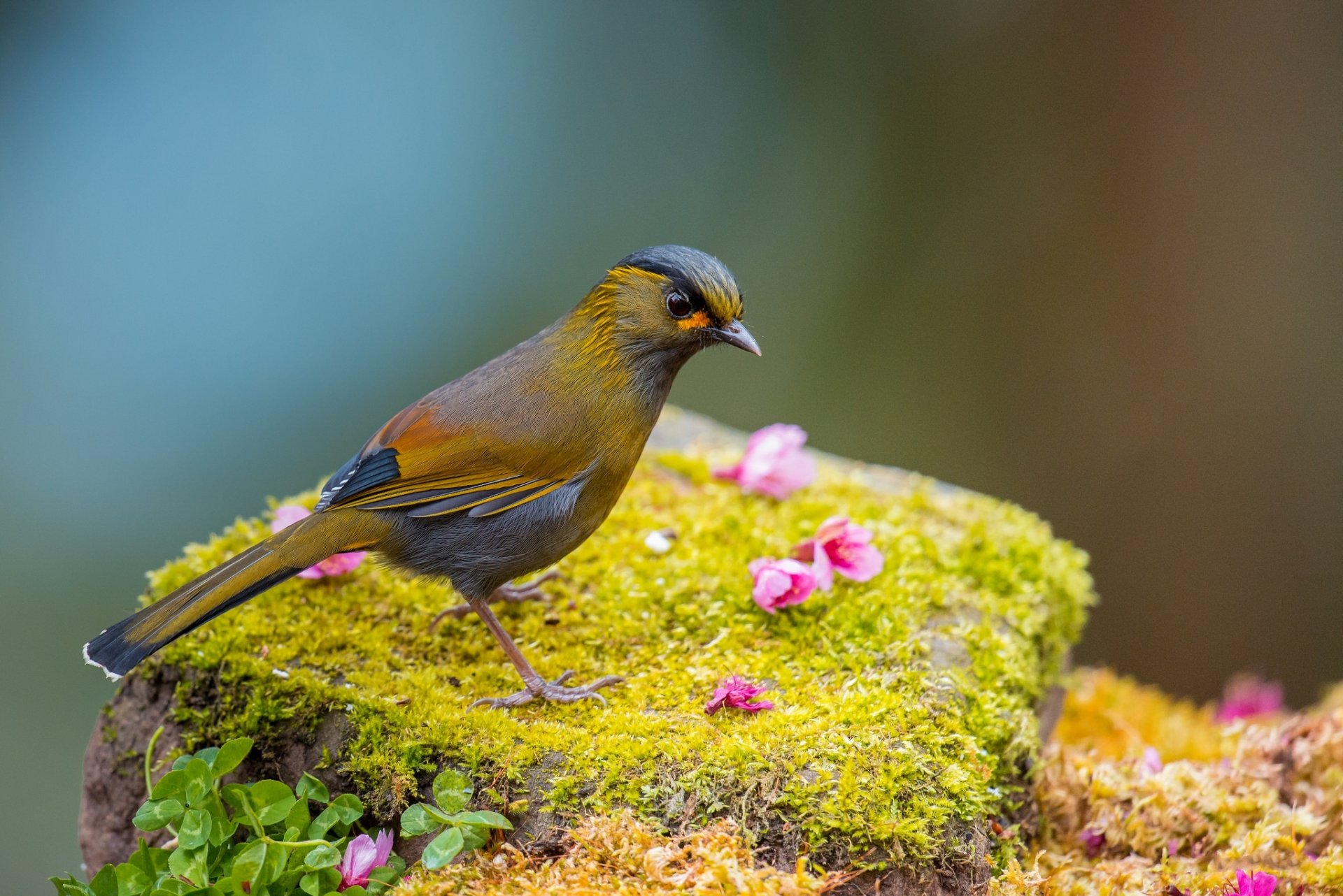 musgo hierba flores pájaro