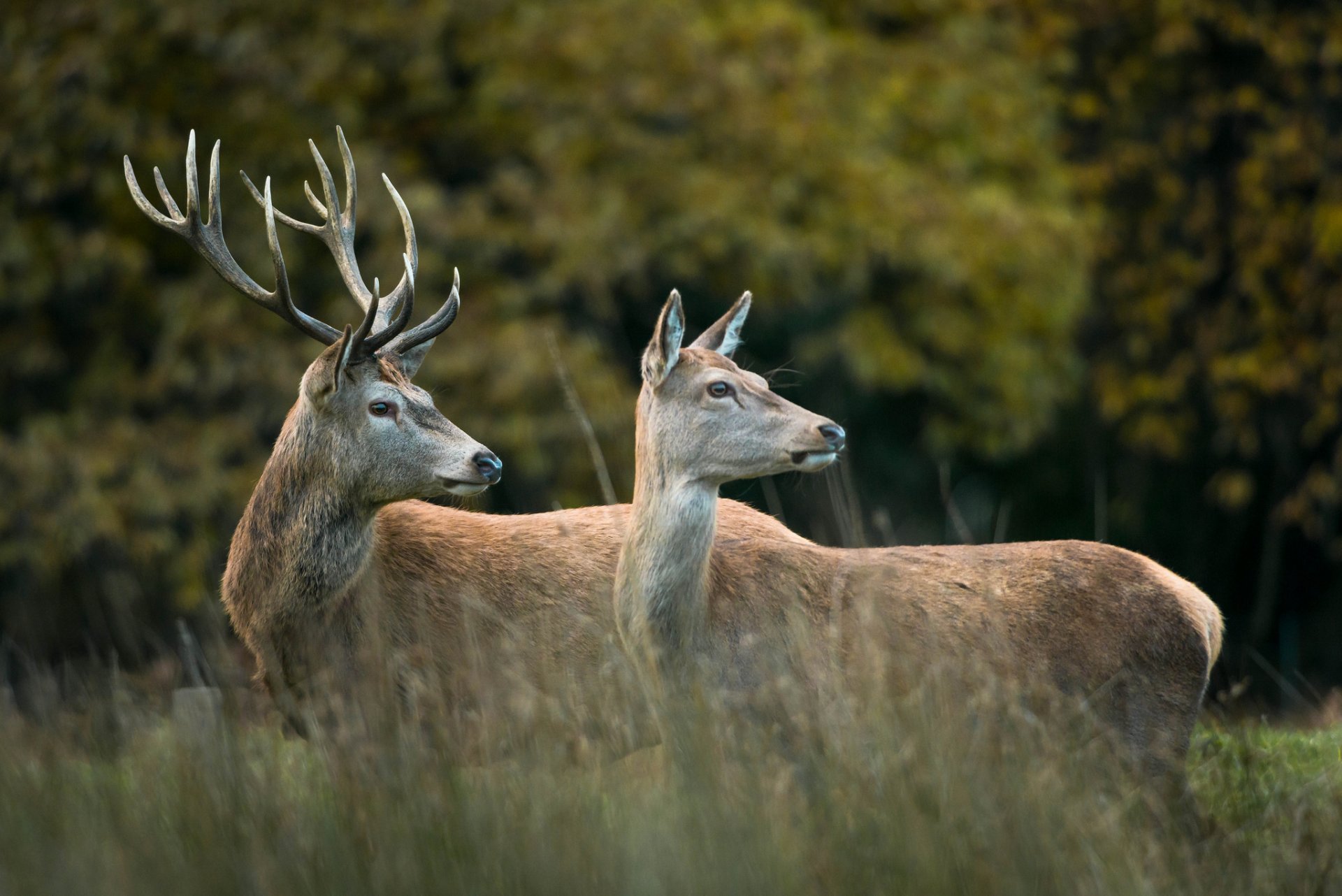 bosque borde ciervos pareja