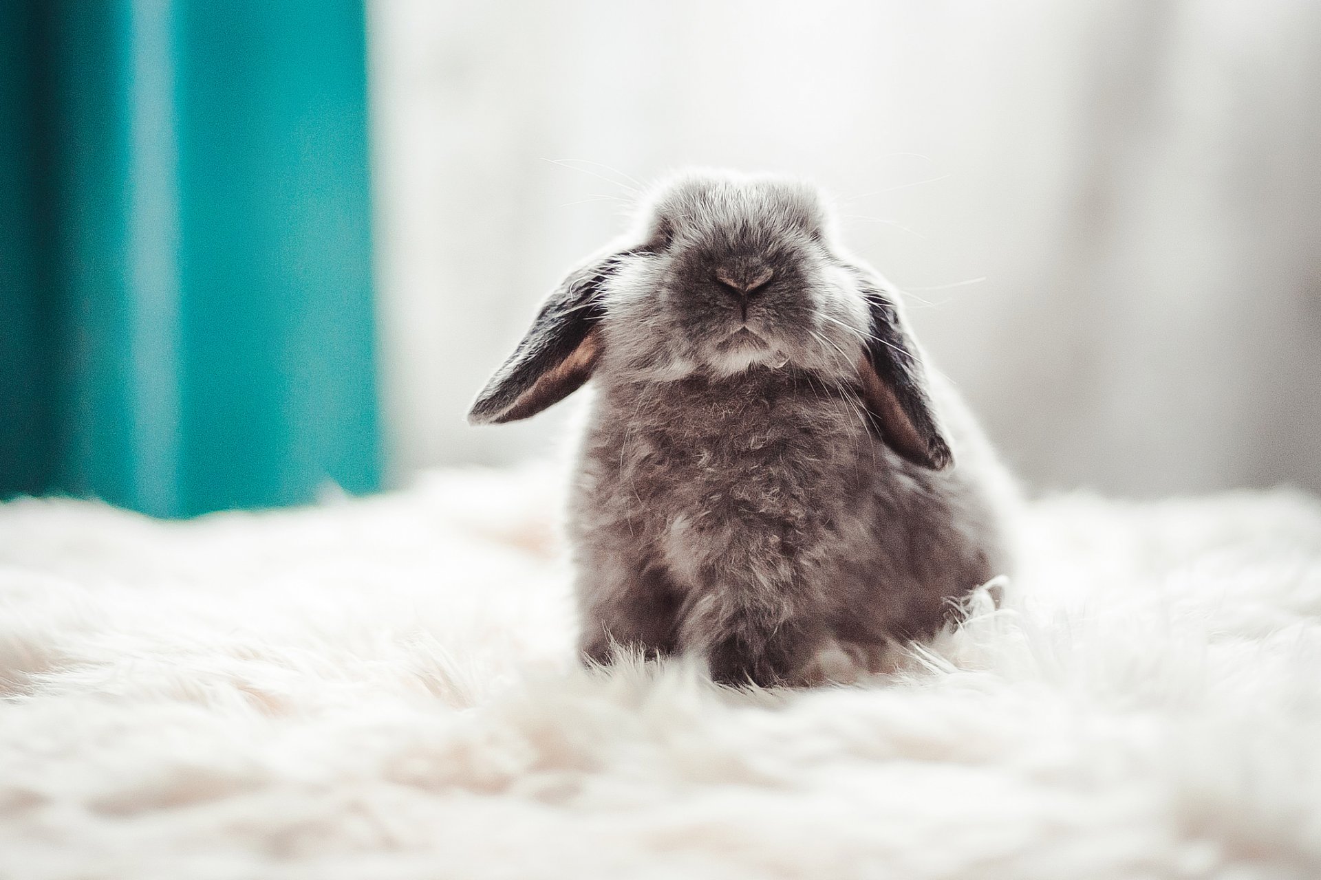 kaninchen kind flauschig hintergrund