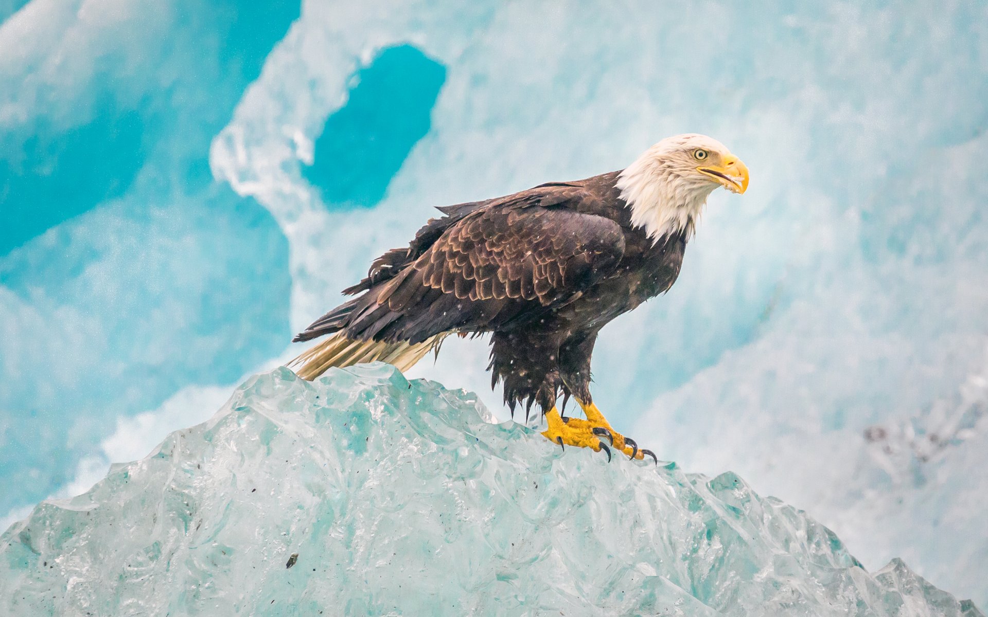 glacier bay национальный парк птица природа белоголовый орлан