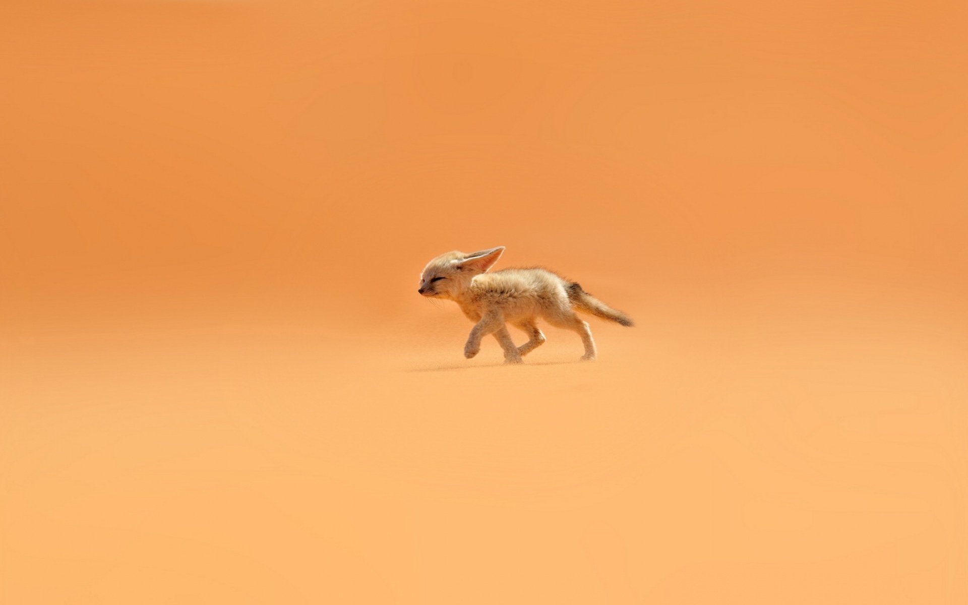 fenech fox sand wind desert ears orange