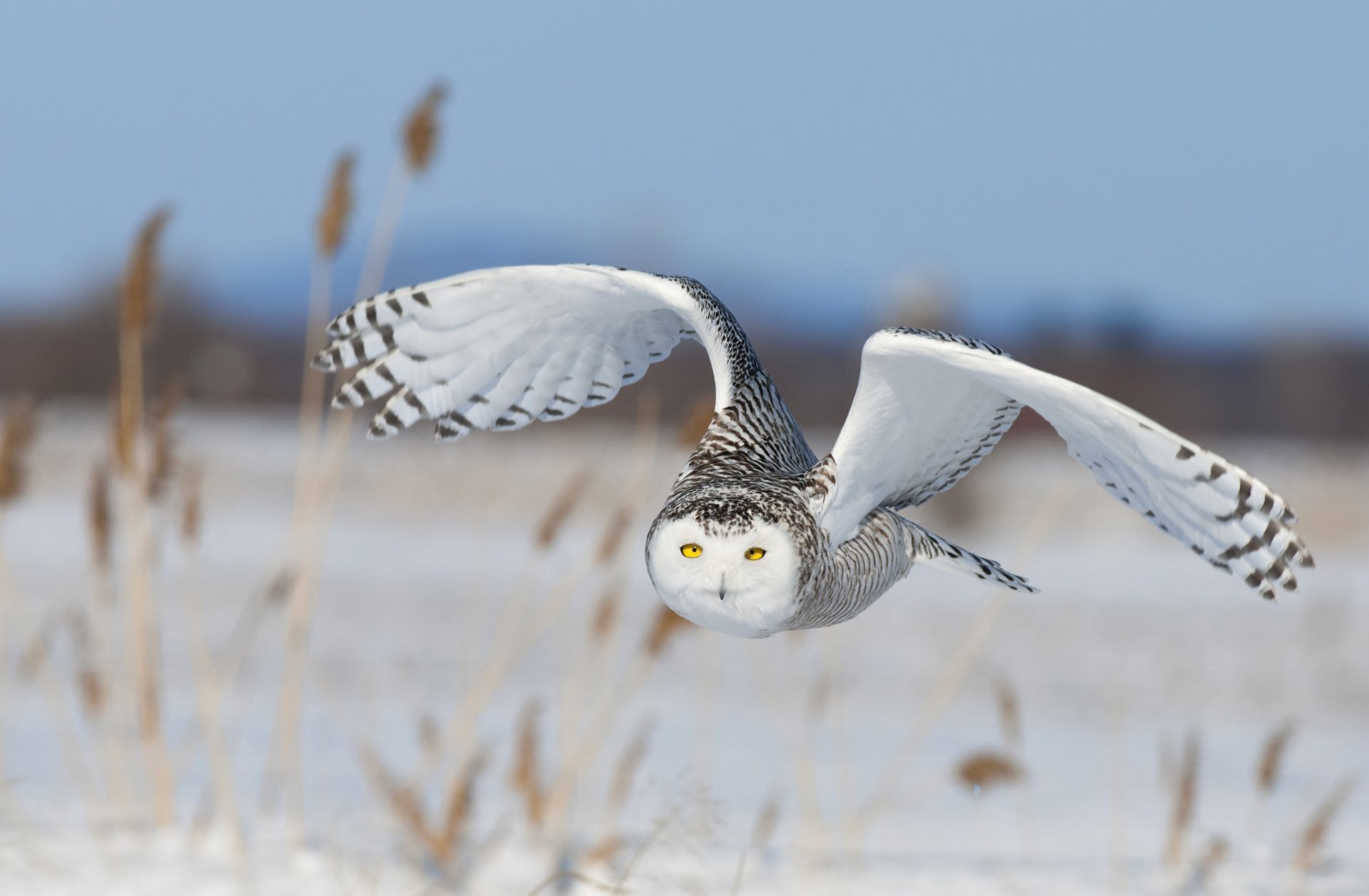 nowy owl poultry wings flight sky snow nature