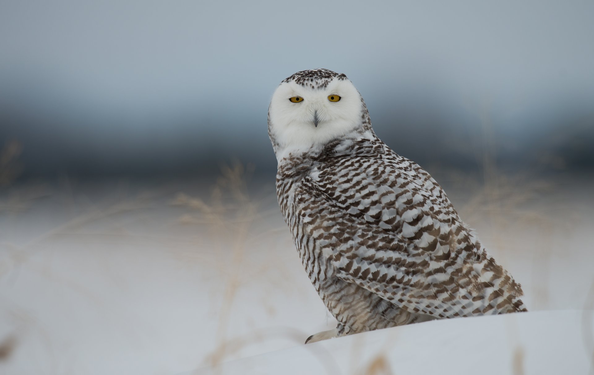 hibou blanc hibou polaire oiseau neige