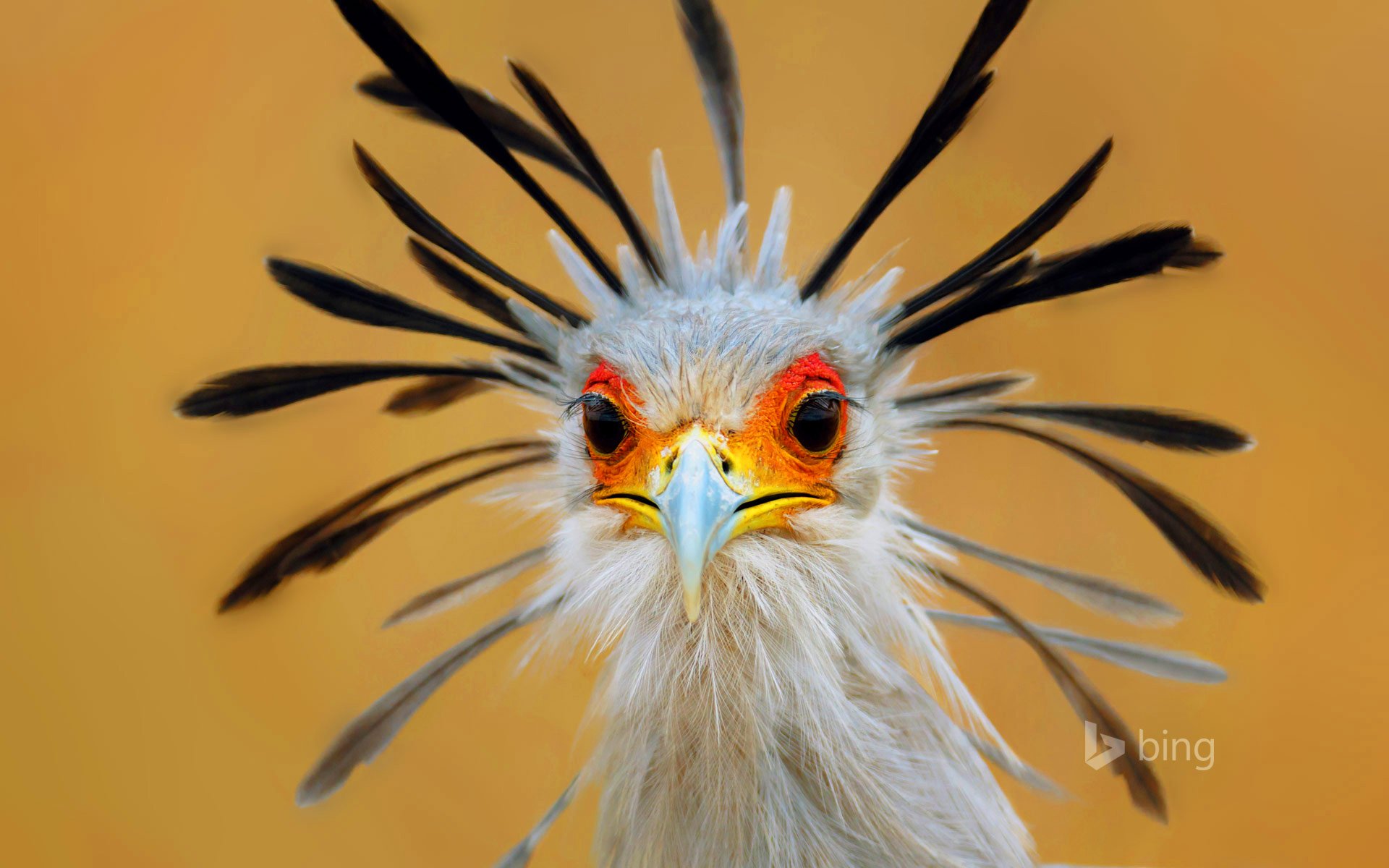 oiseau secrétaire plumes bec yeux afrique du sud