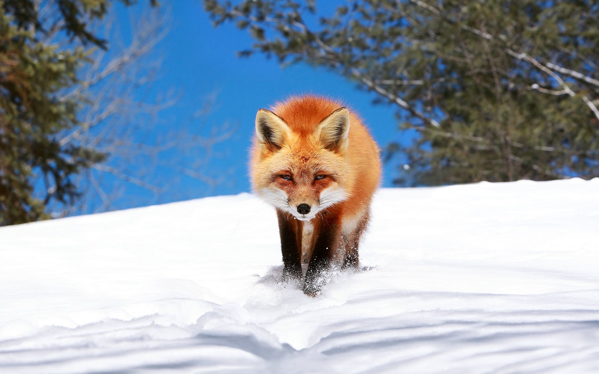 fuchs fuchs geschlichen winter schnee