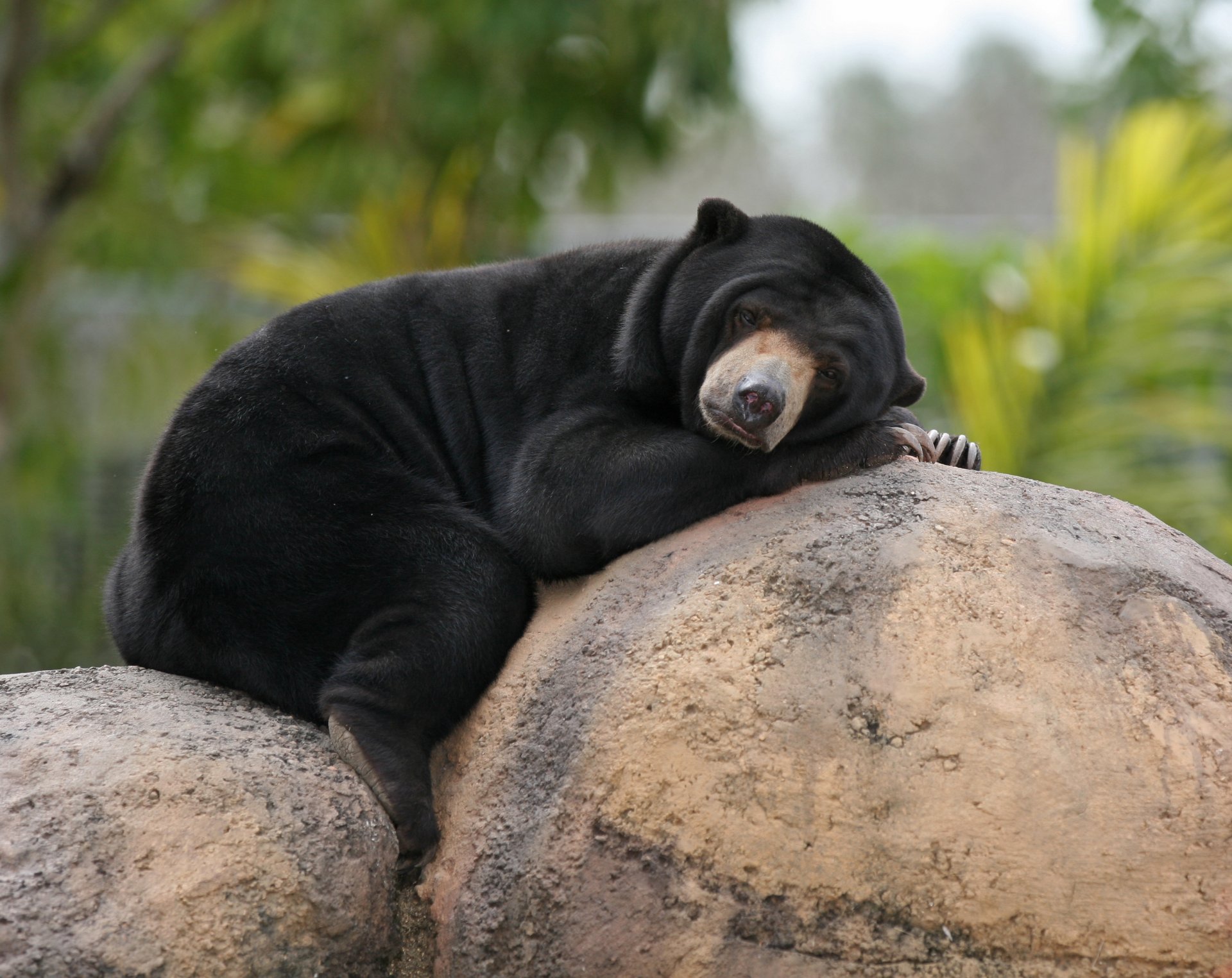 ours malais biruang pierres repos rochers ours en peluche ours