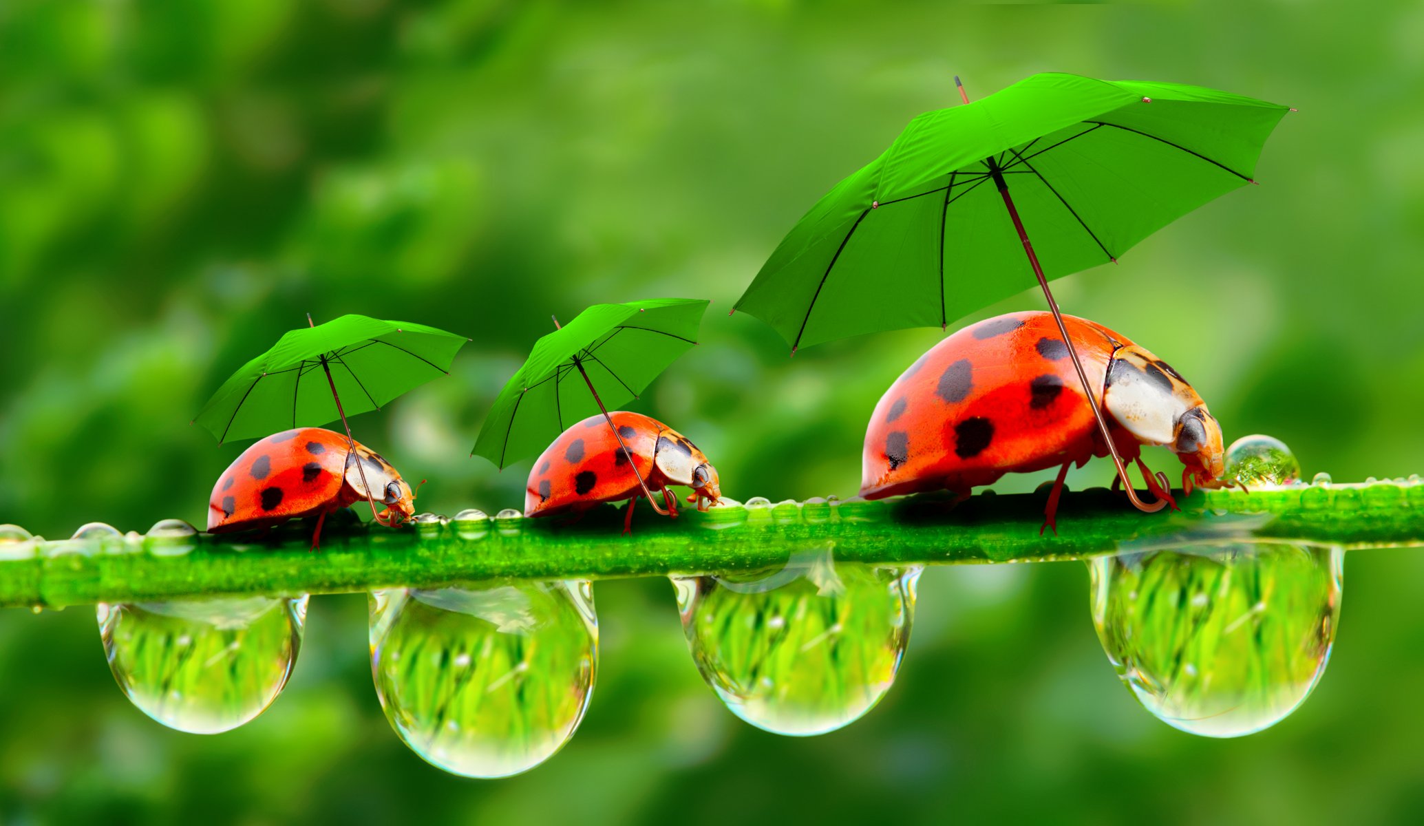 gouttelettes rosée brin d herbe coccinelles parapluies