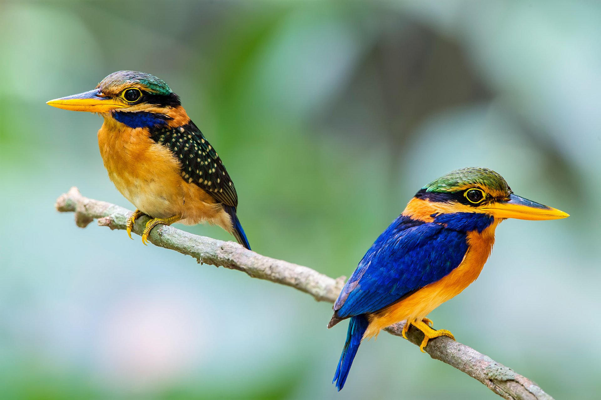 pájaro martín pescador pico rama pareja plumas cola