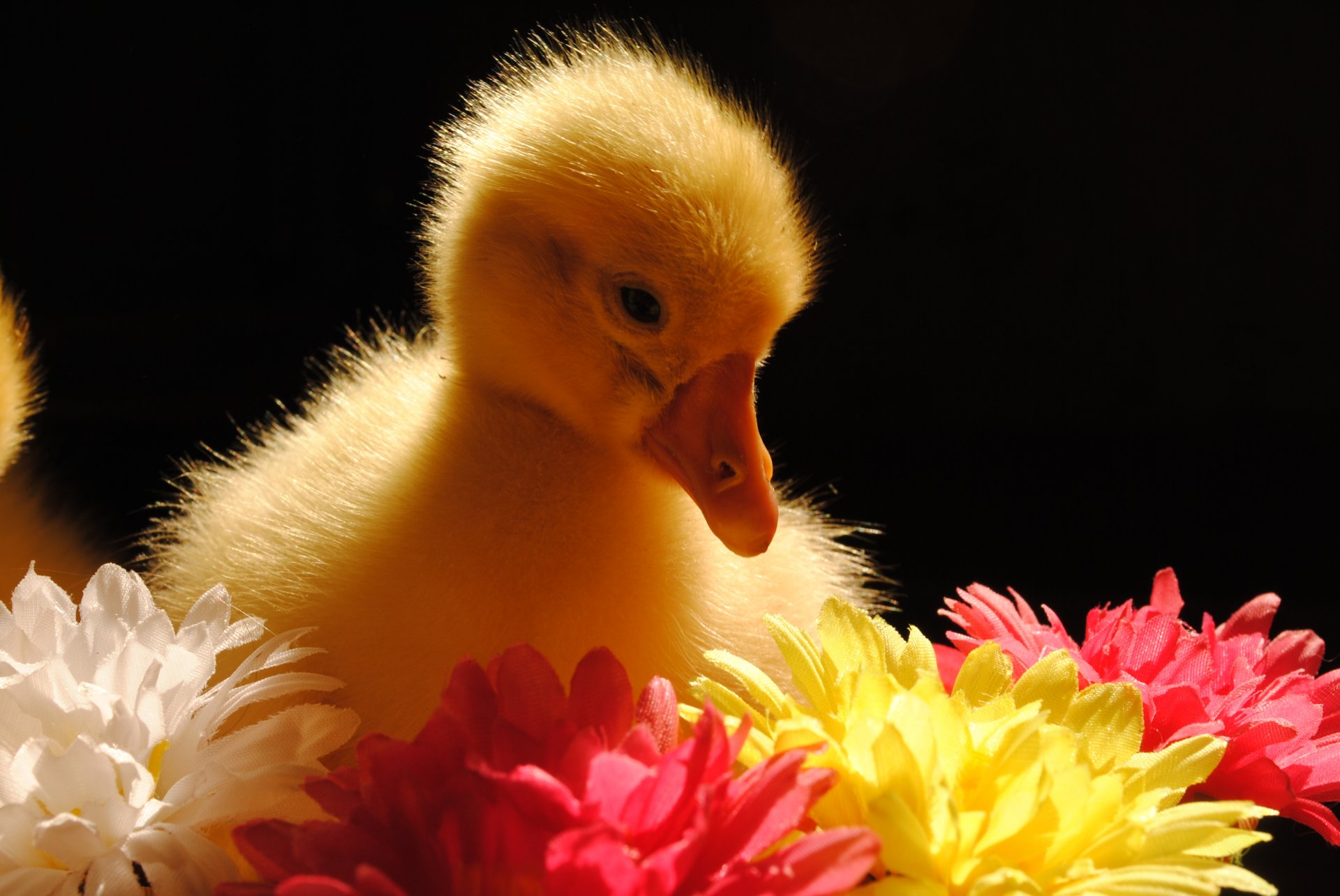 oie animaux oiseau fleurs