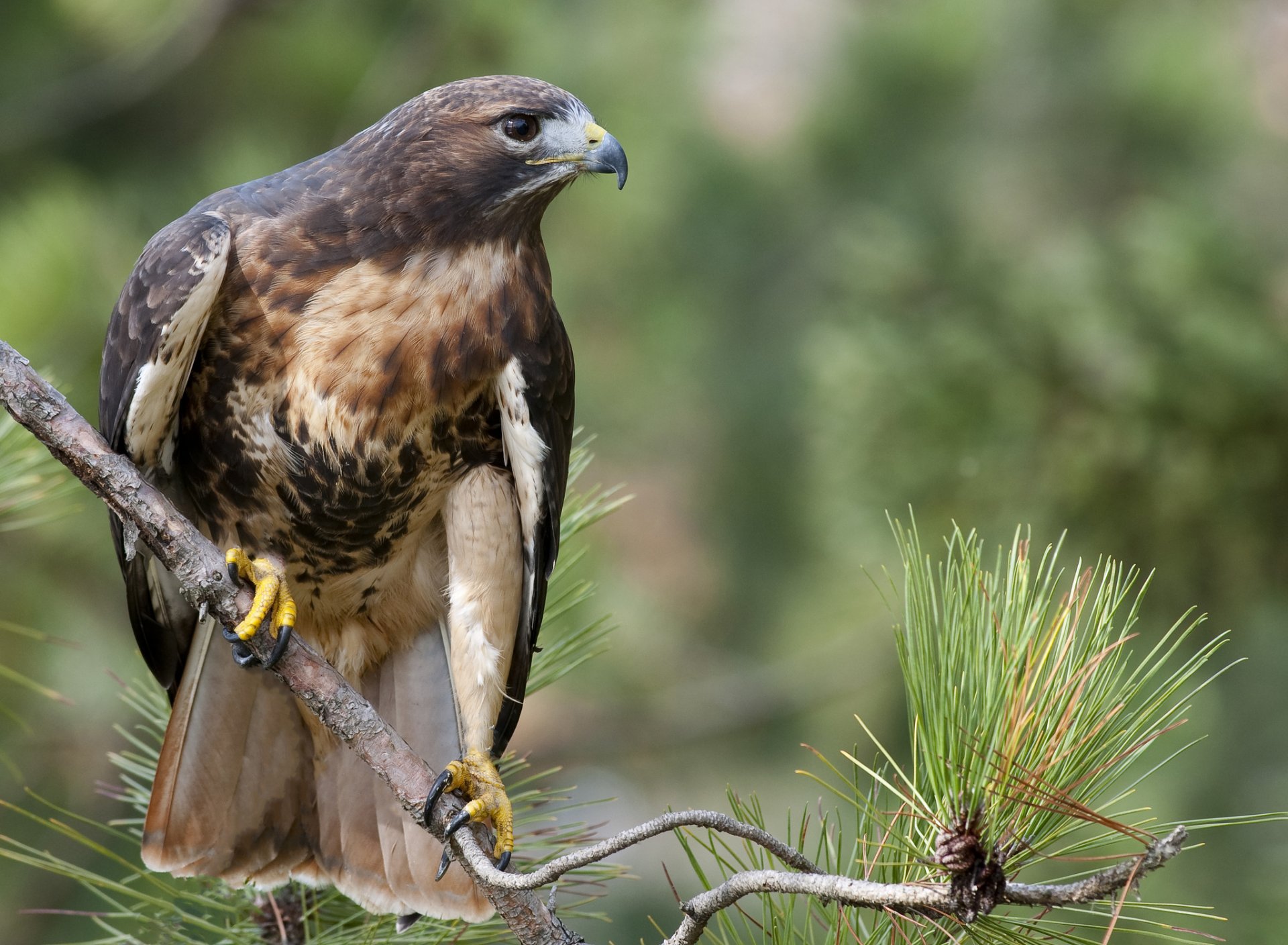 краснохвостый сарыч buteo jamaicensis взгляд ветка лес