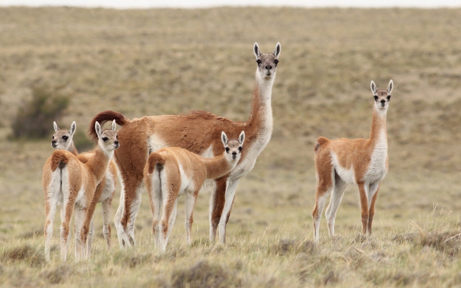 guanako lamas steppe familie