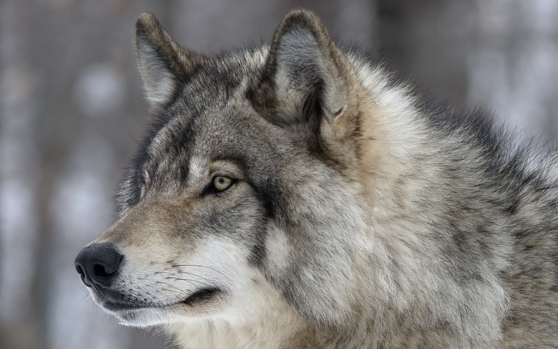 lobo naturaleza fondo