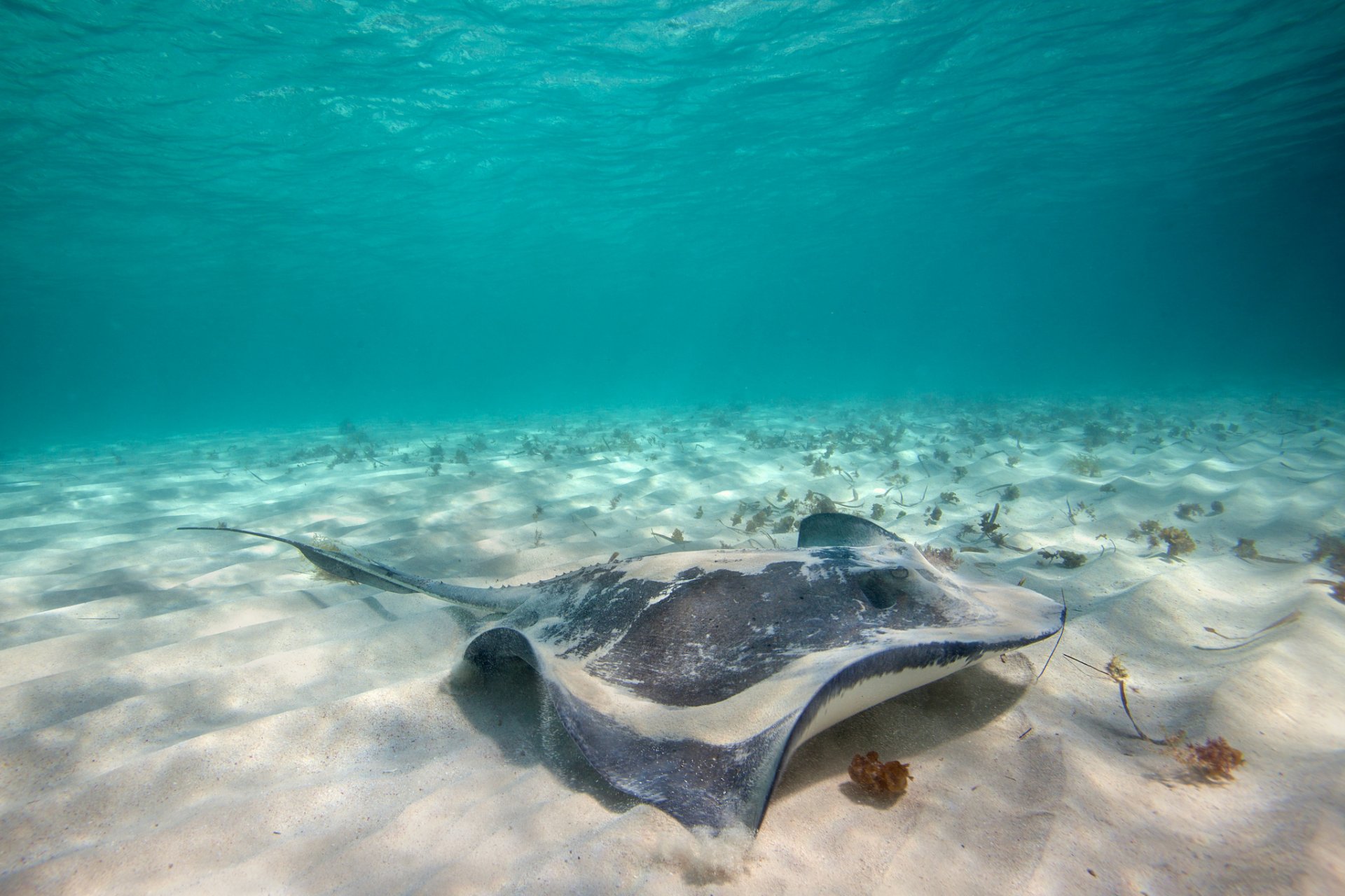 mare pastinaca mondo sottomarino sabbia fondo