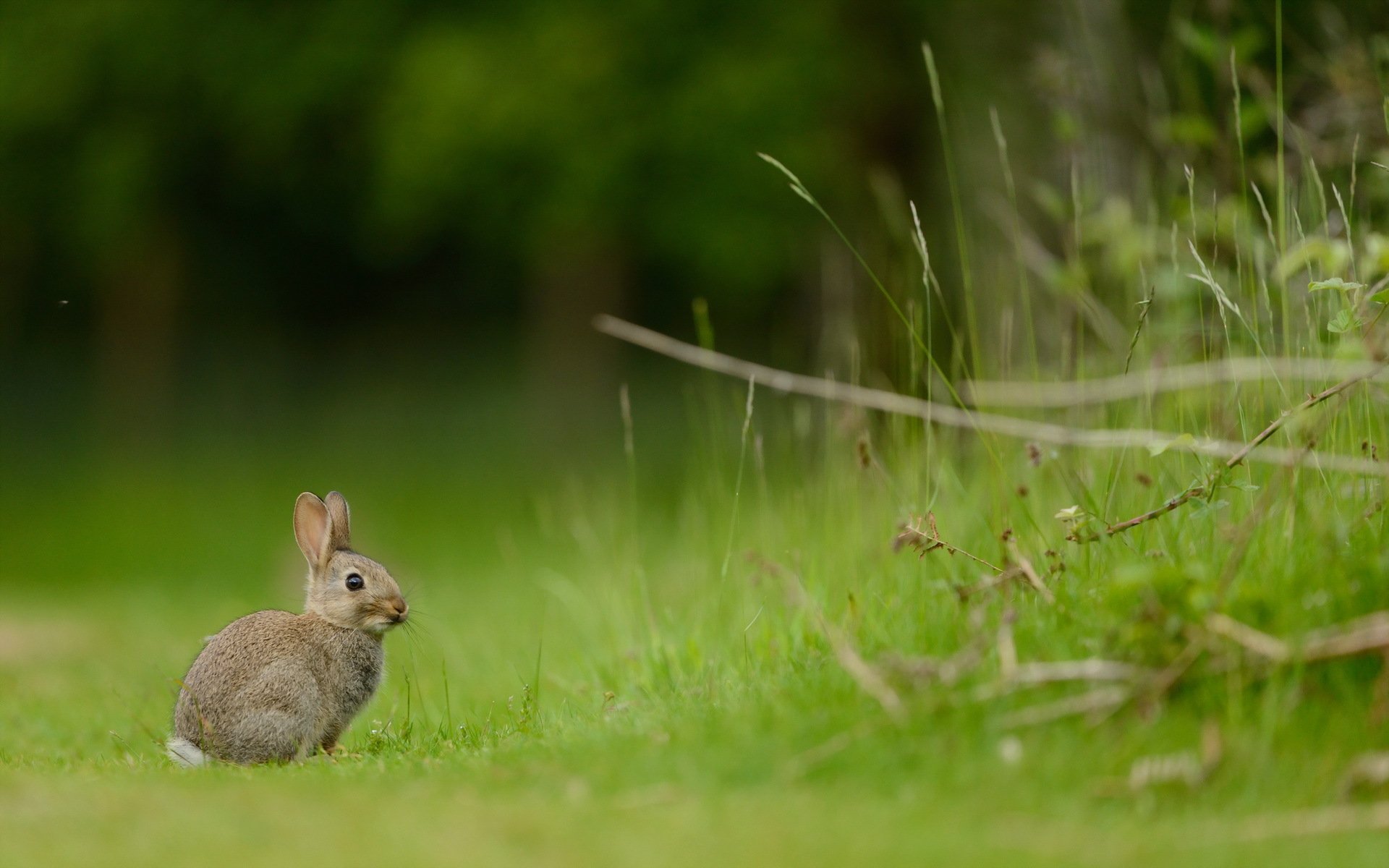 rabbit nature summer