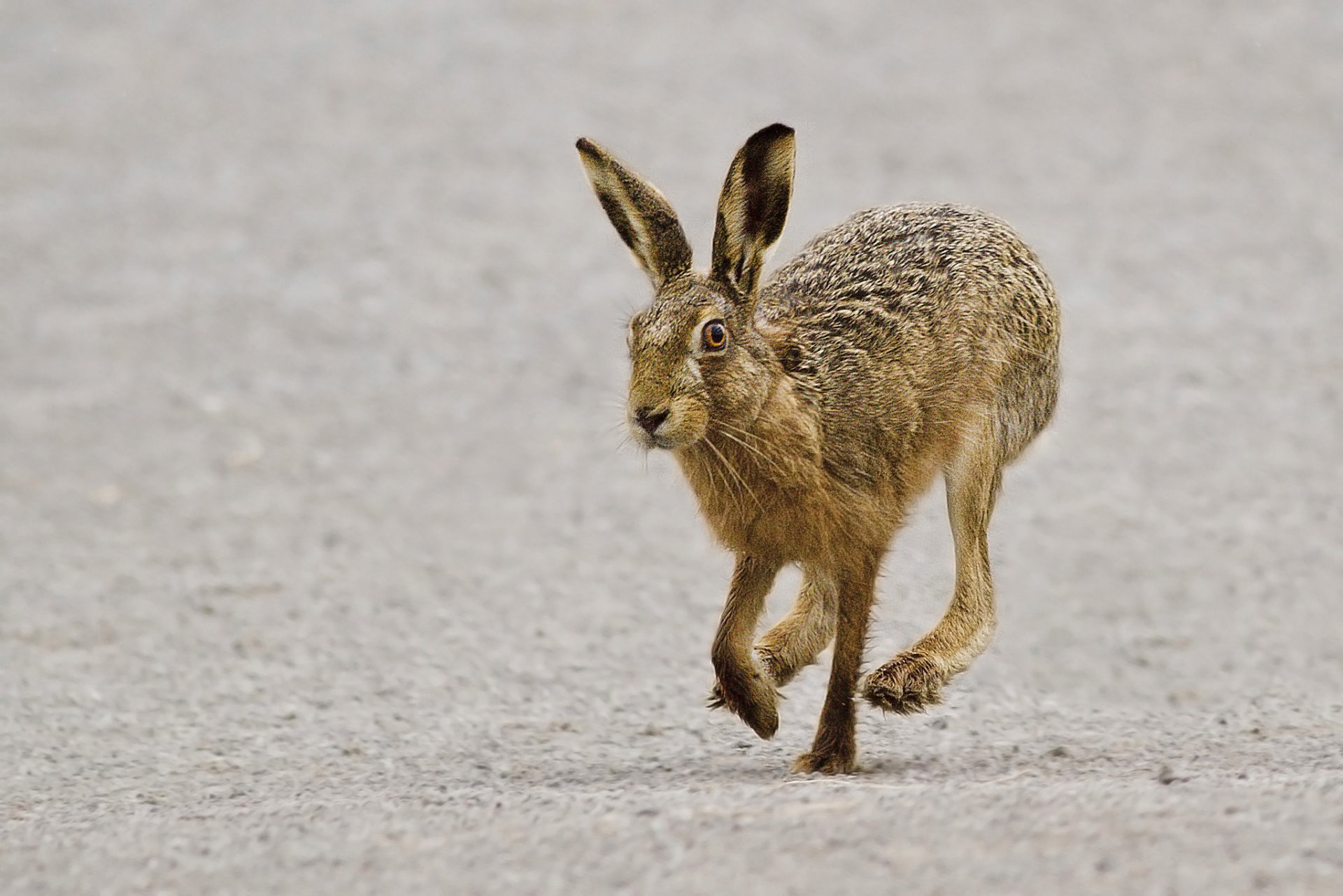 hare gray hare running