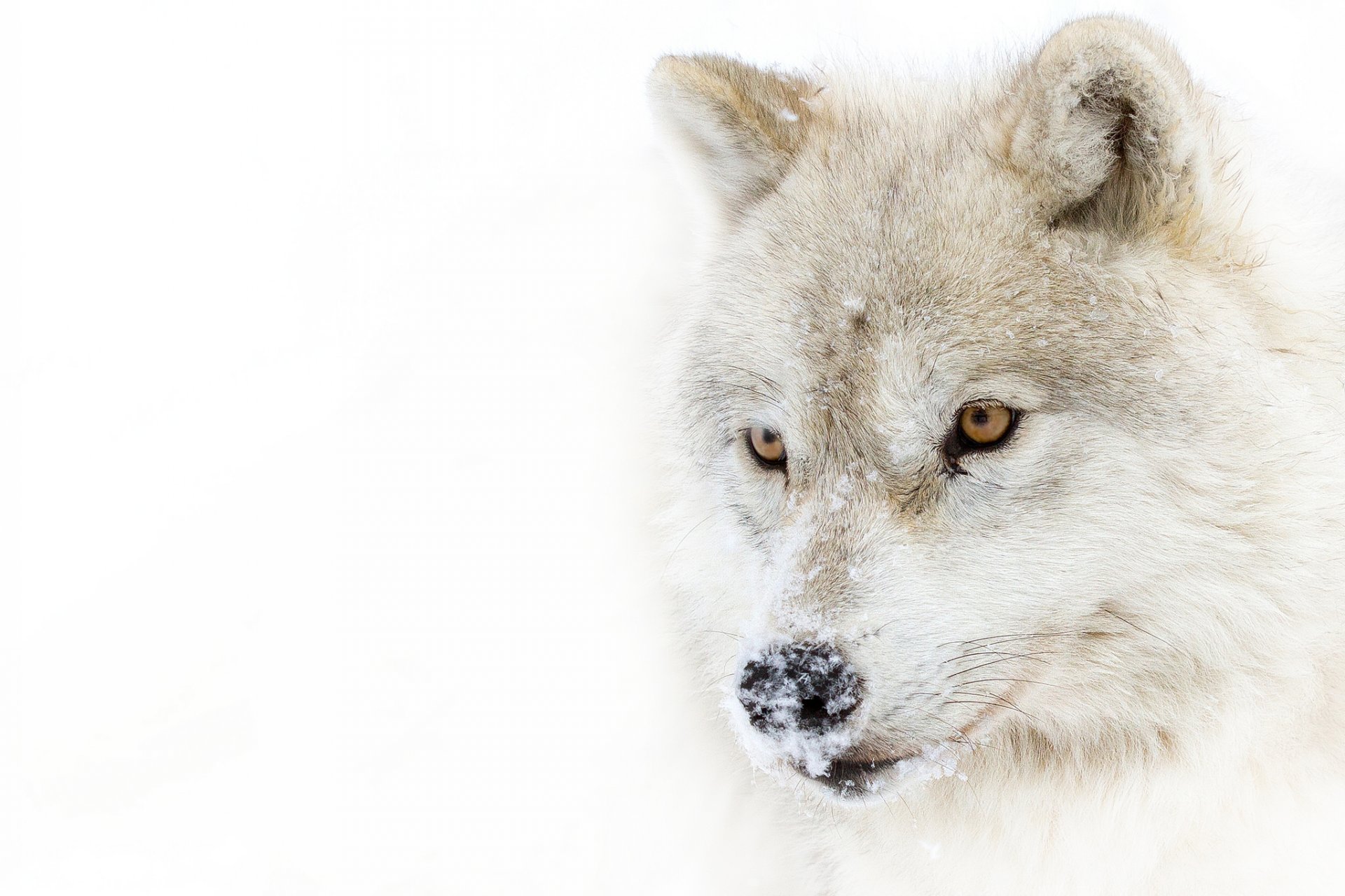 loup arctique loup polaire vue neige prédateur