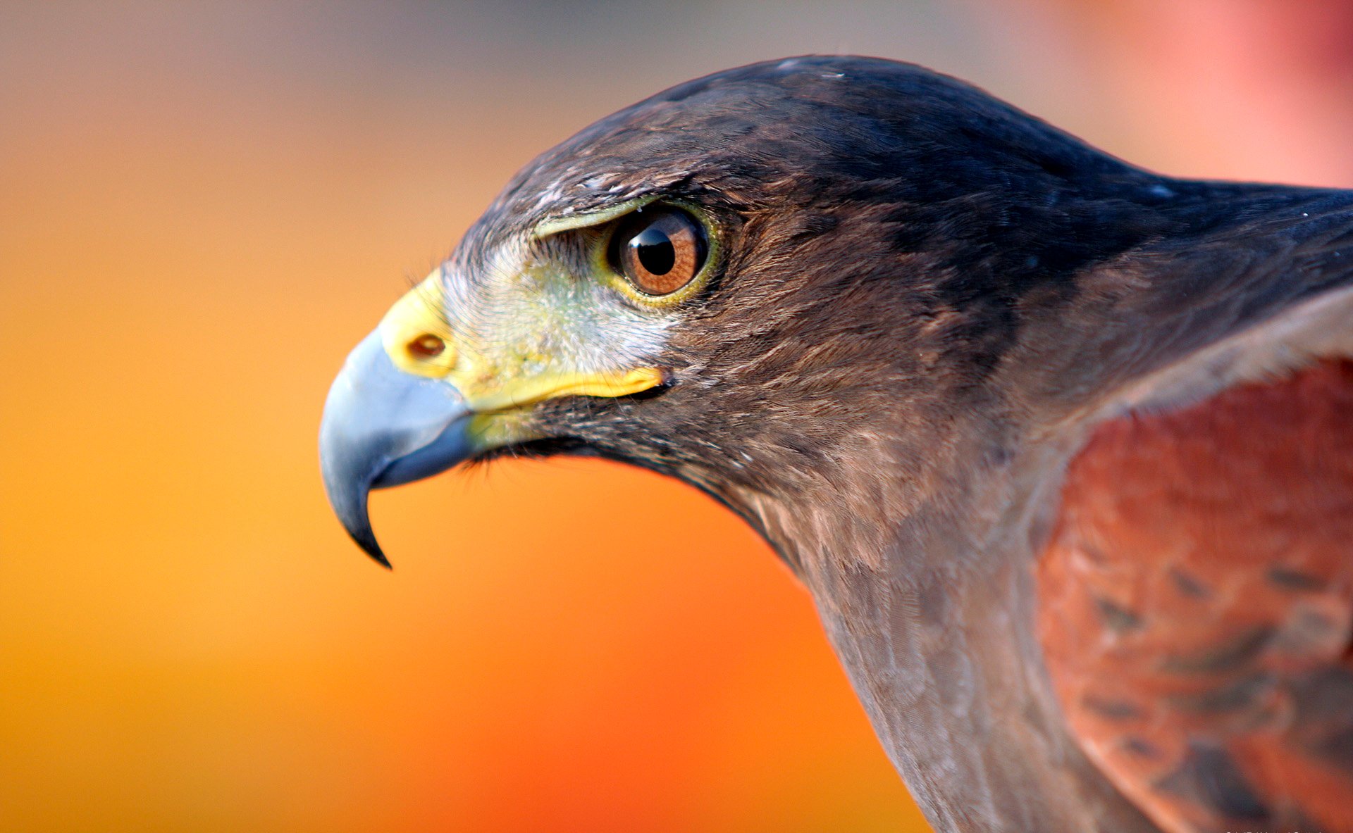 vogel adler kopf schnabel