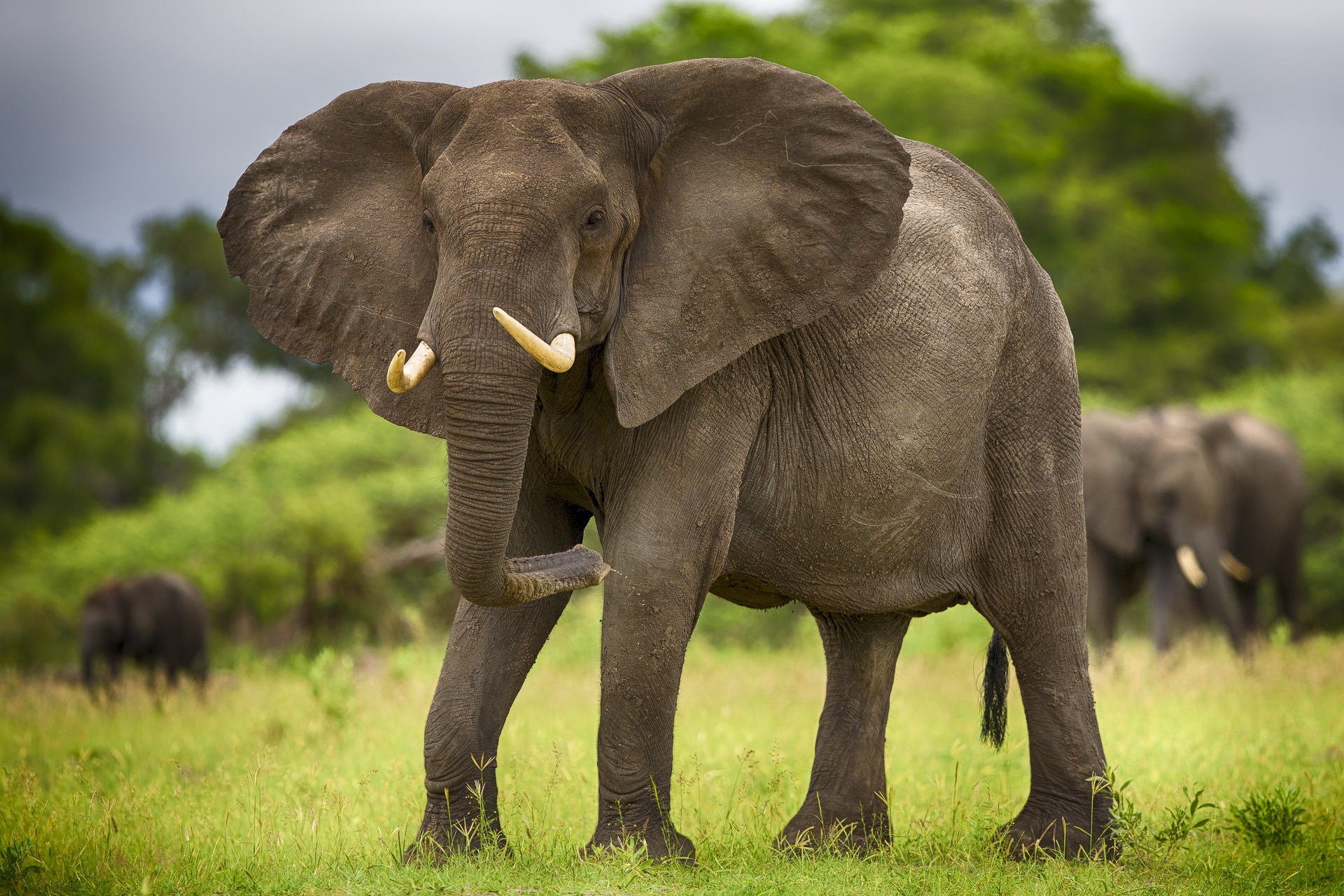 animals elephant tusks elephants savannah africa