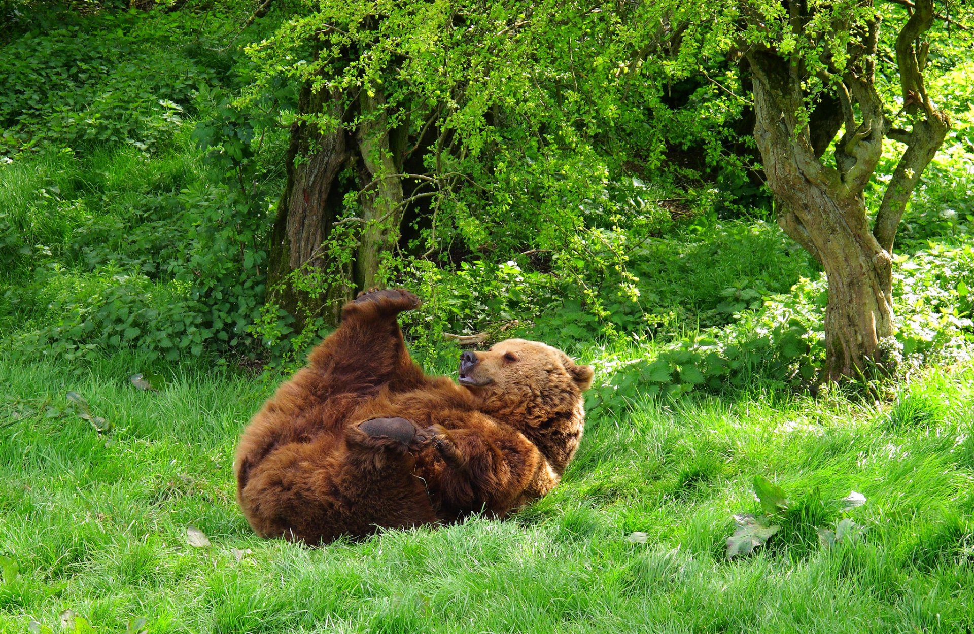 ours animal bête forêt herbe traînant