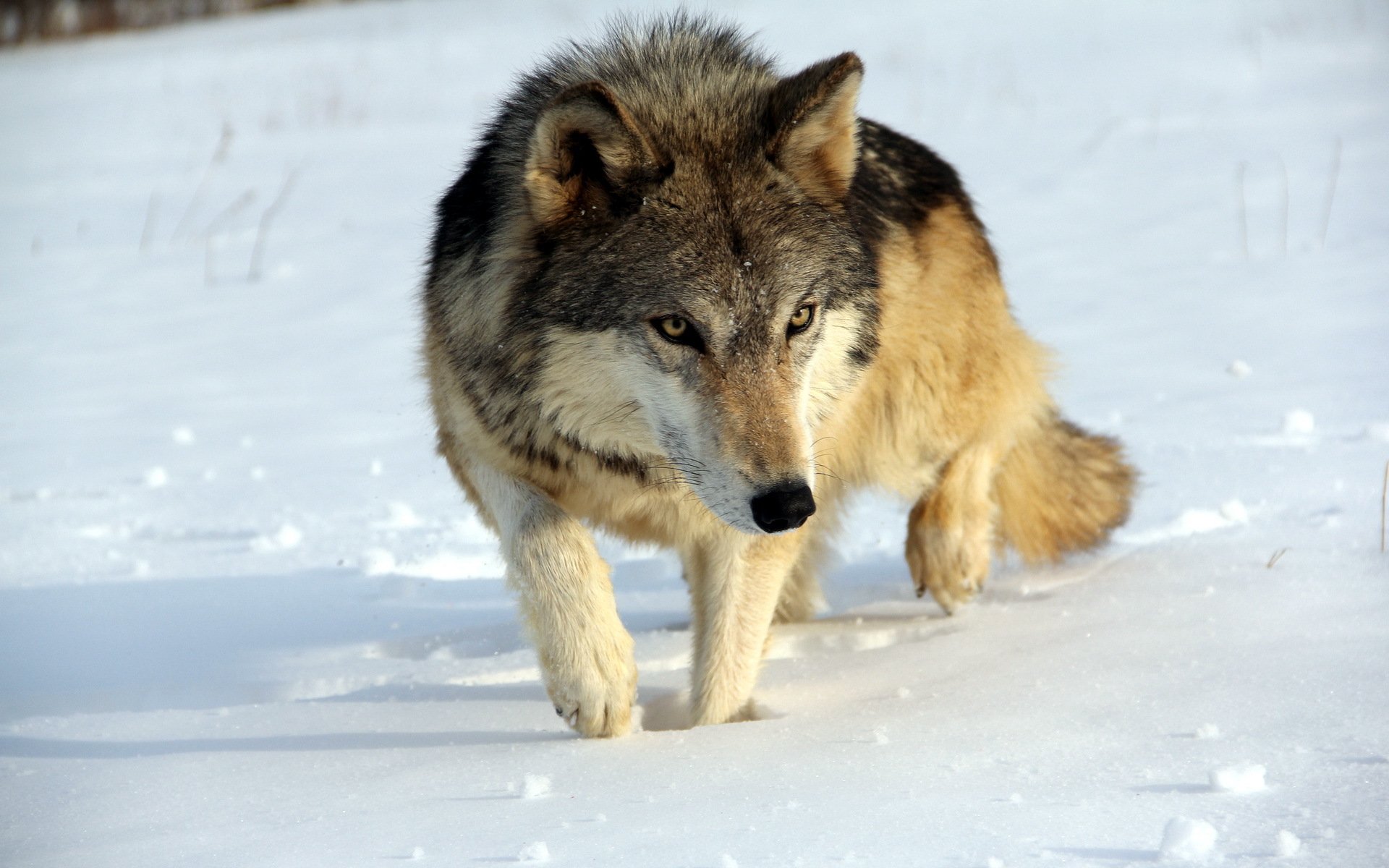 wolf nature winter