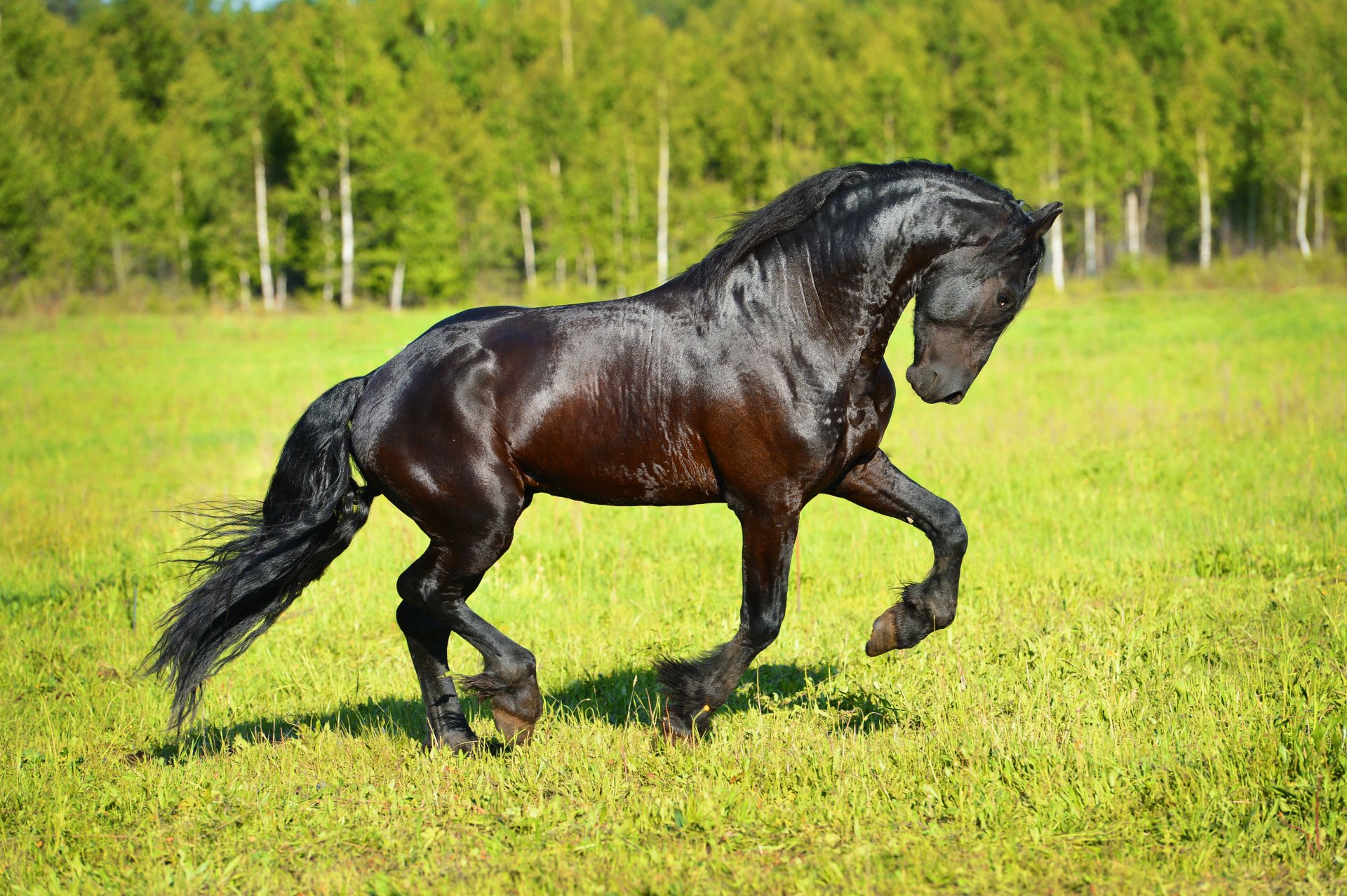 horse horse frieze grass sun