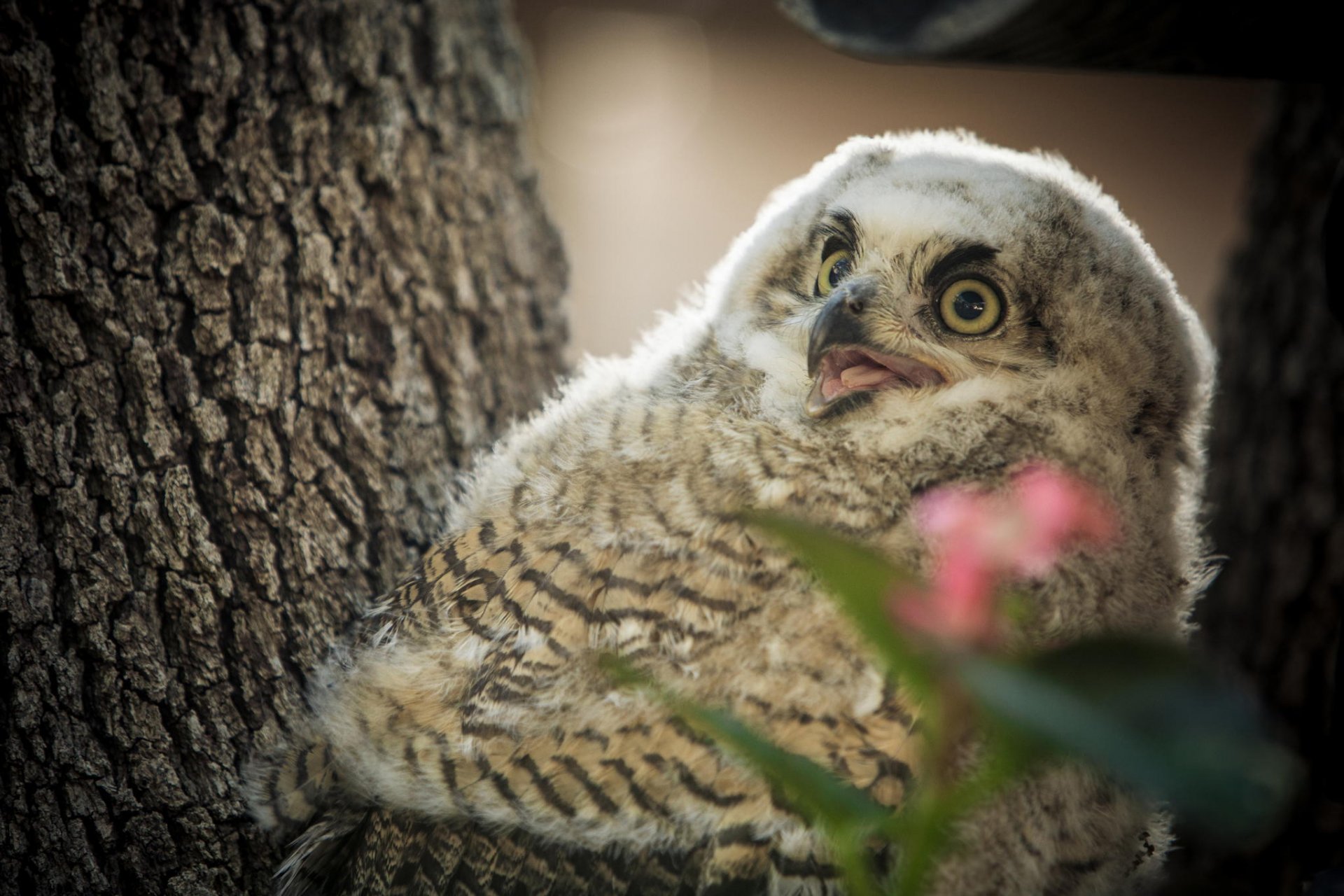 oiseau hibou poussin arbre