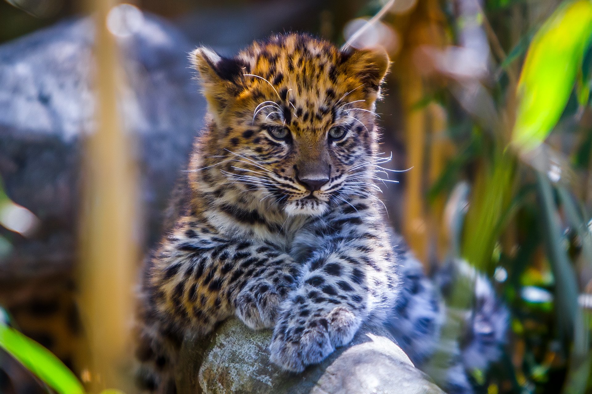 léopard animal bokeh