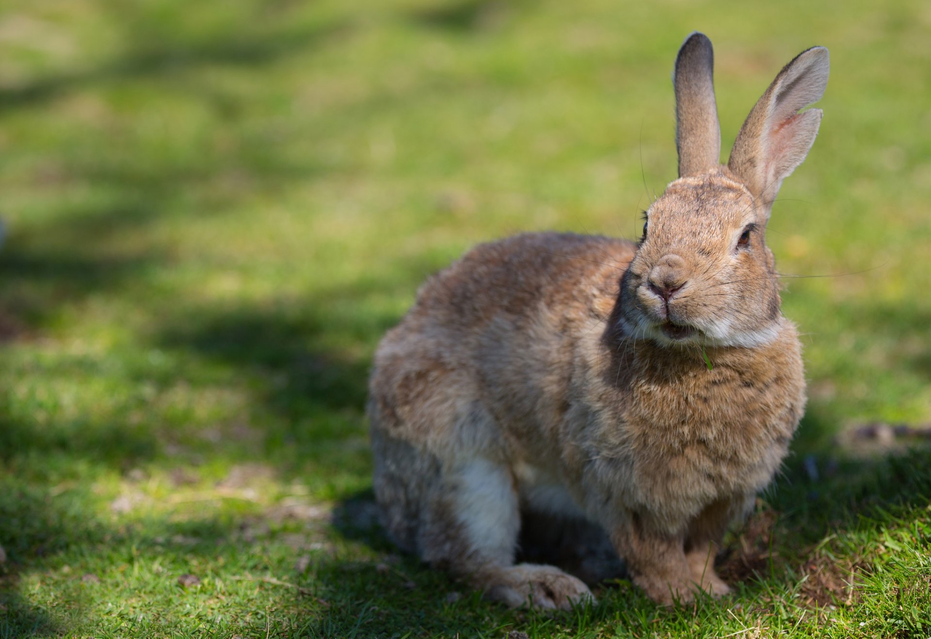 ummer grass rabbit